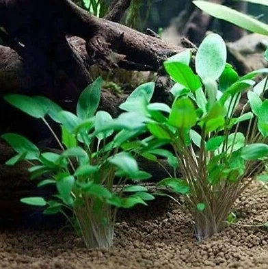 Cryptocoryne Wendtii verte plante aquarium touffe résistante