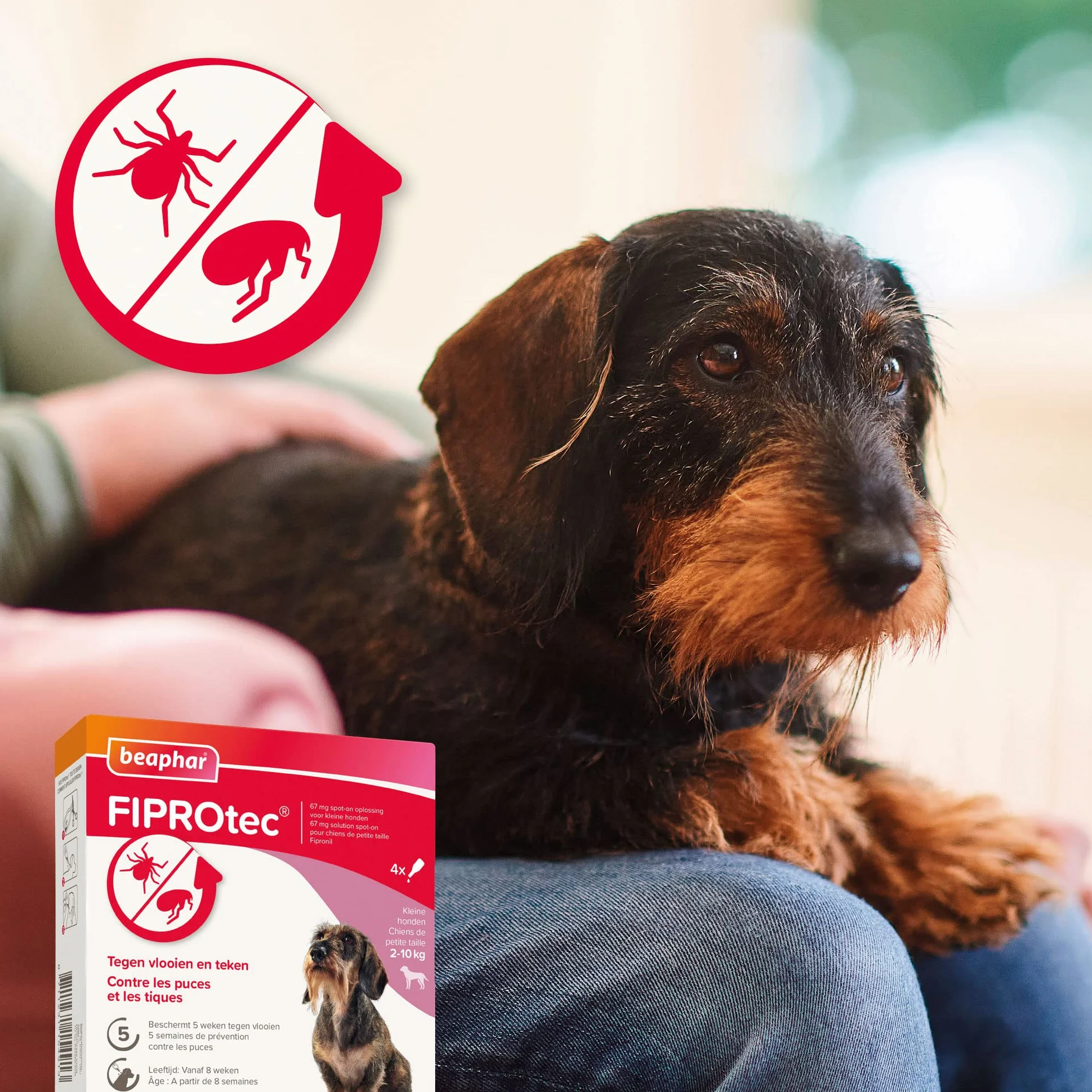 Beaphar FIPROTEC Solution Spot-on pour Petits Chiens (2-10 kg) 67 MG - Contre Puces et Tiques - 4 Pipettes de 0,67 ML