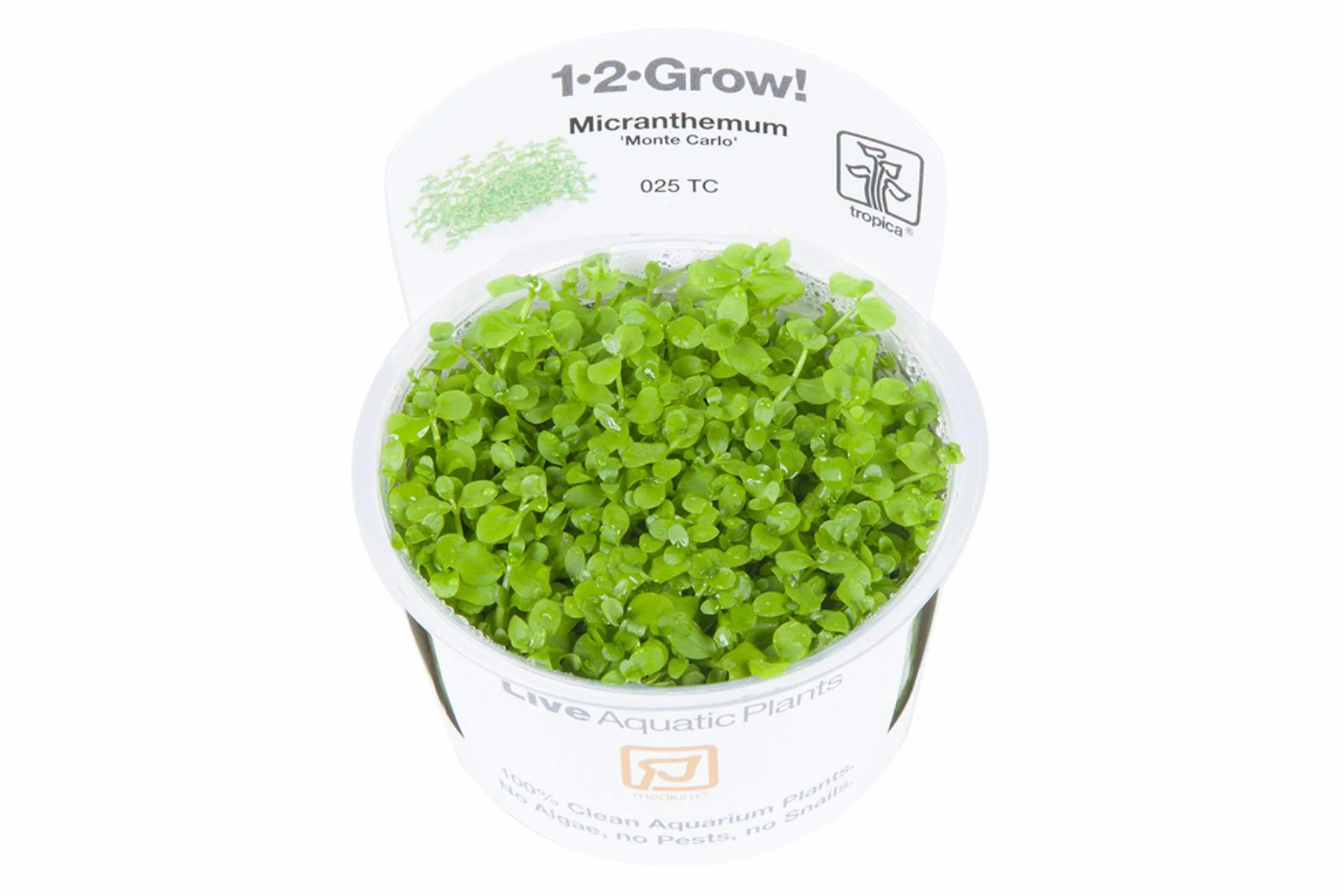Tropica 1-2-GROW! Micranthemum Monte Carlo In-Vitro Aquariumpflanze