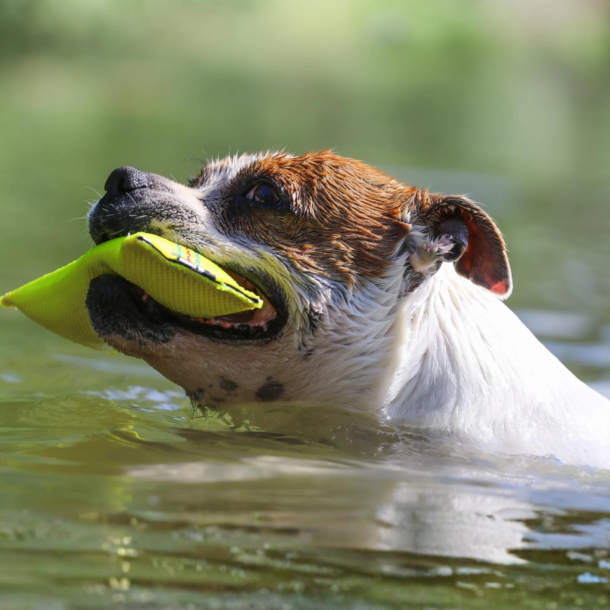 Jouet pour Chien Dummy Flottant Boudin À Mordre 25 cm Tuyaux De Lance À Incendie Robuste Apportable Flottant