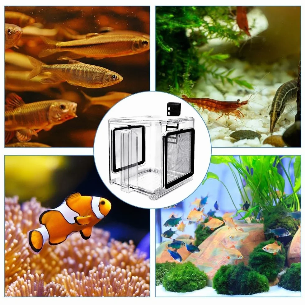 DONGKER Boîte D'élevage de Poissons D'aquarium,15,2 X 15,2 X 15,2 cm Boîte D'élevage de Poissons,Boîte D'isolement D'élevage de Poissons Transparents en Acrylique avec Crochet pour Bébé Poisson