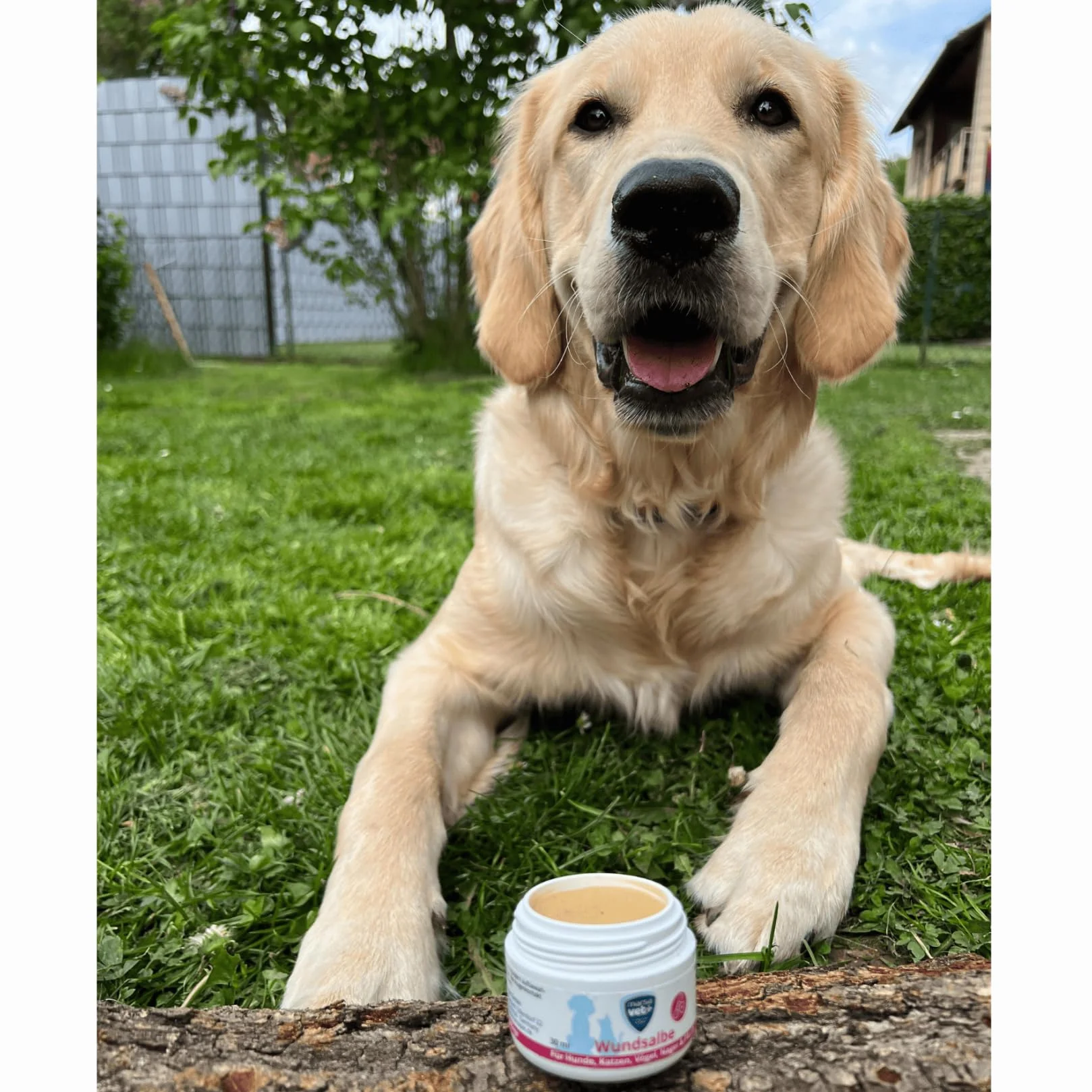 Marsavet + Pommade Cicatrisante 30 ml pour Chiens Chats Oiseaux Rongeurs Chevaux