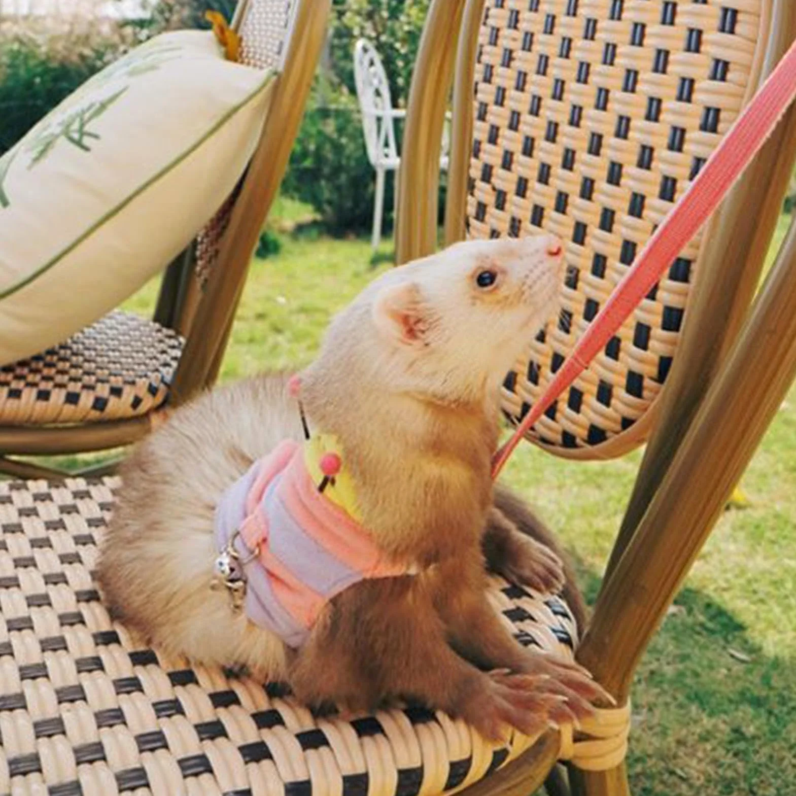 Laisse réglable Harnais Gilet pour Petit Animal de Compagnie, Accessoires Dressage hérisson Chiot Lapin Chaton Raton Laveur Plein air