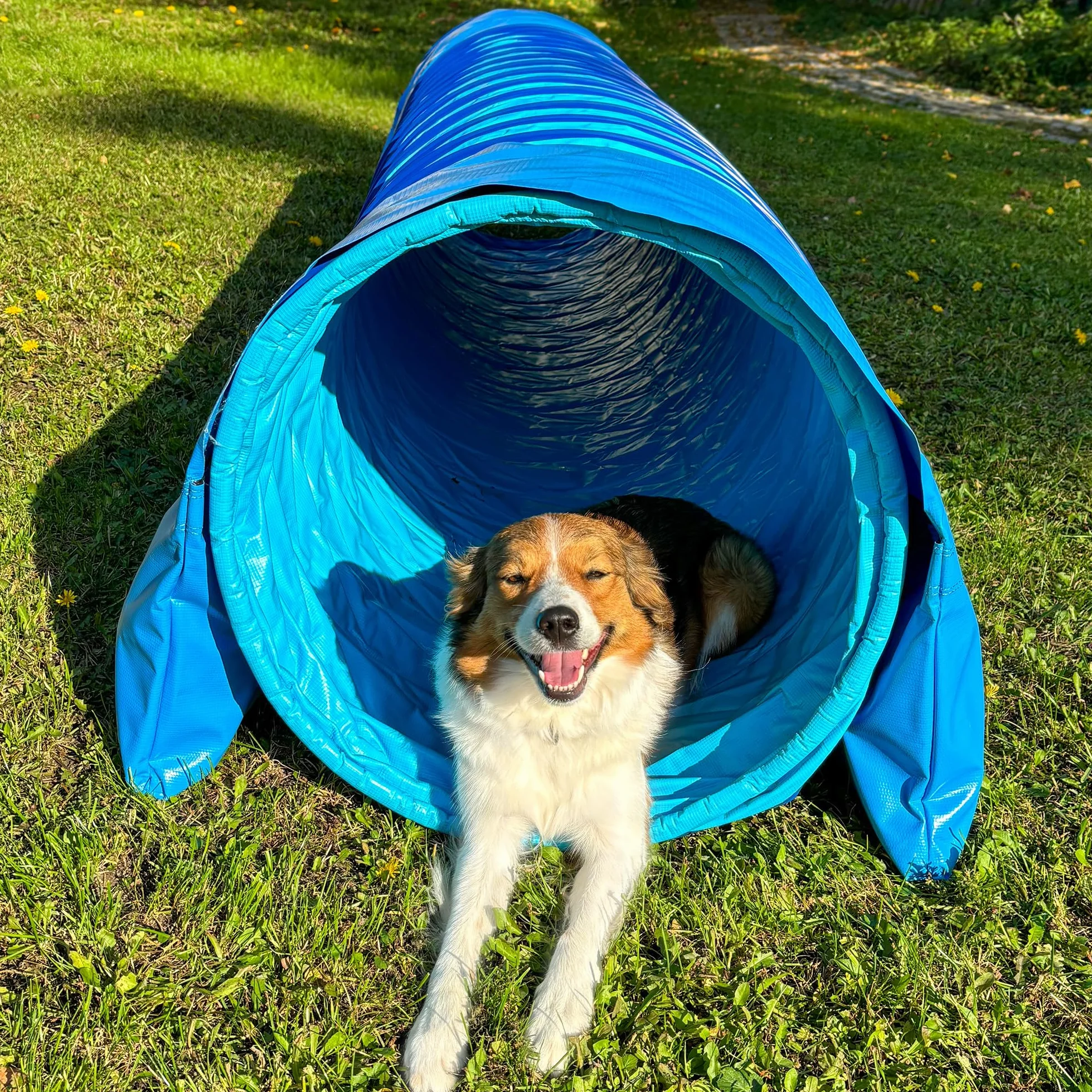 Tunnel d'agility pour chien Callieway® Profi 4m Bleu ciel-Cyan