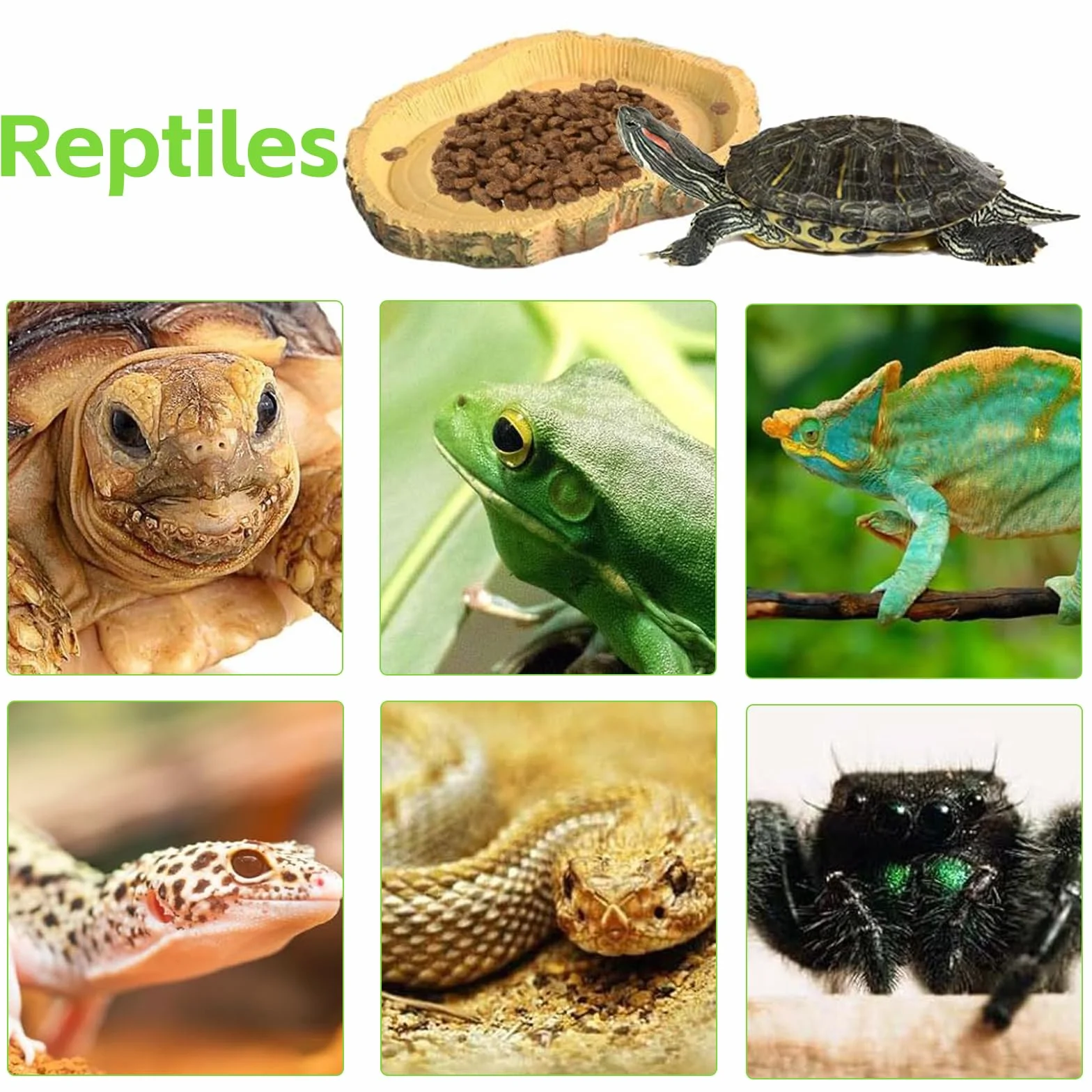 Gamelle Tortue Terrestre Nature Bol d'eau pour Reptiles Intéressant