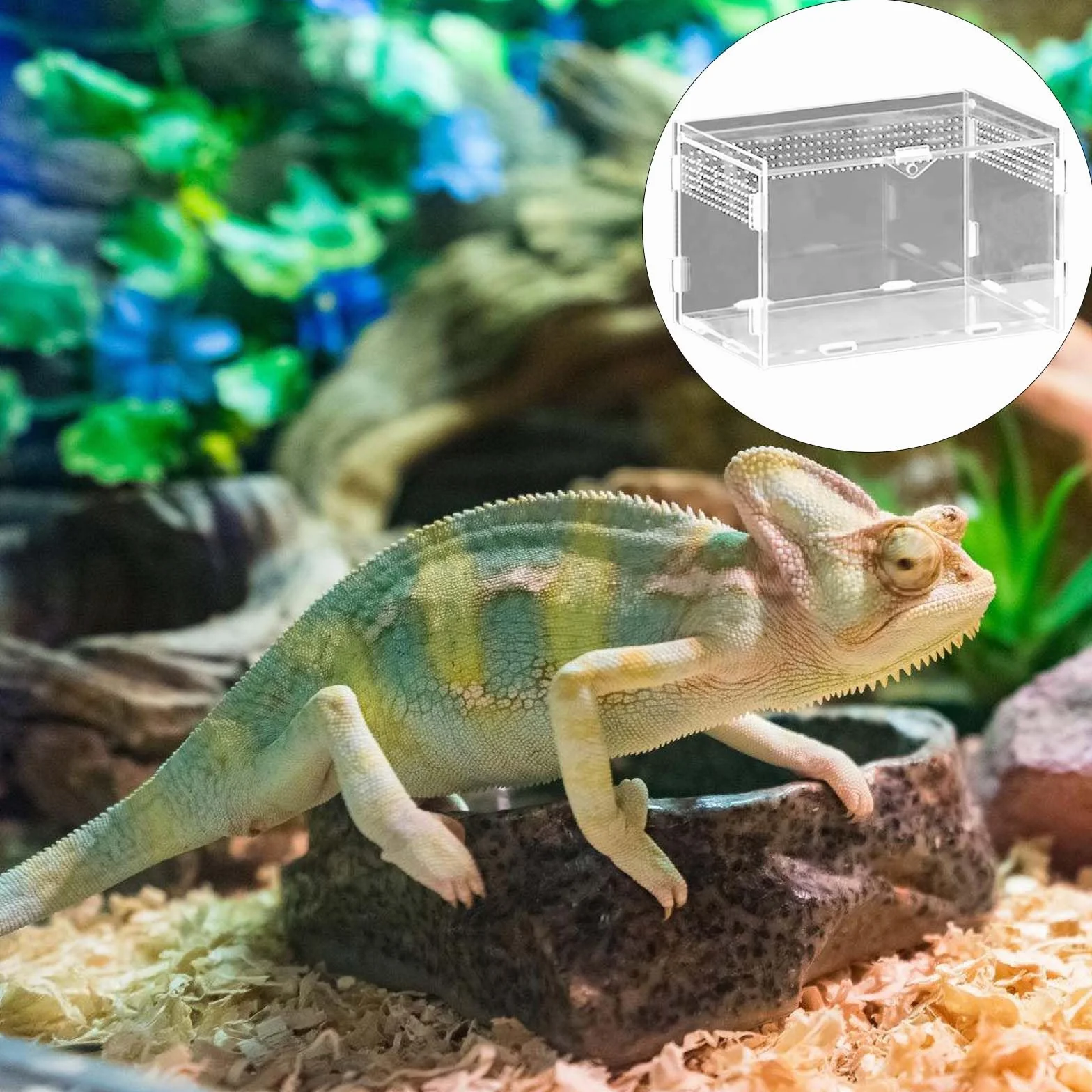 Boîte d'alimentation pour reptiles en acrylique 20x12x12 cm Mini terrarium transparent Avec tweezer en acier inoxydable