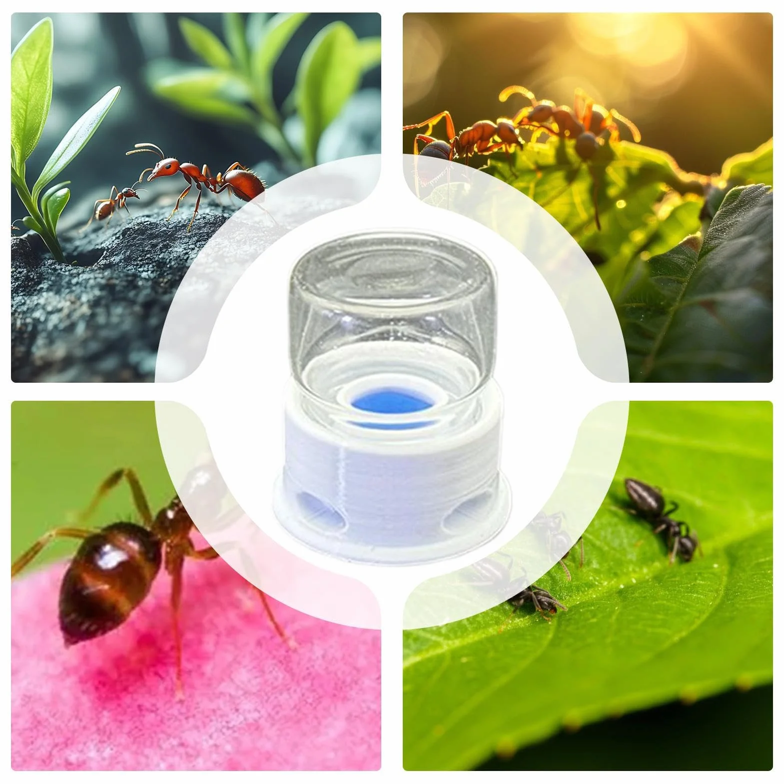 Transparent Distributeur pour Fourmis Abreuvoir pour Grillons Multifonction Abeilles Ferme Extérieur