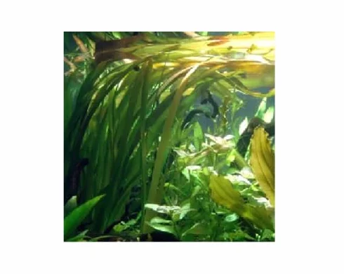 Vallisneria gigantea roślina akwariowa