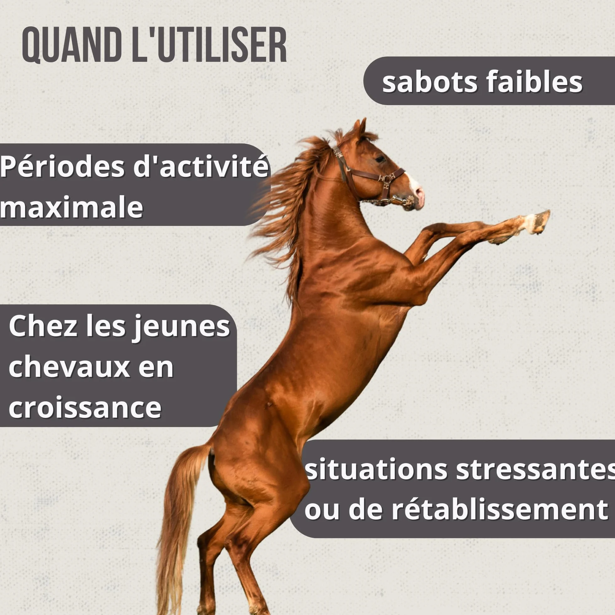 Hoofcare Biotine et zinc pour casques de cheval 750 g – Sabots forts et croissance naturelle – Idéal pour les casques fragiles, le changement de pelage et les chevaux sportifs – Soins sabots et peaux