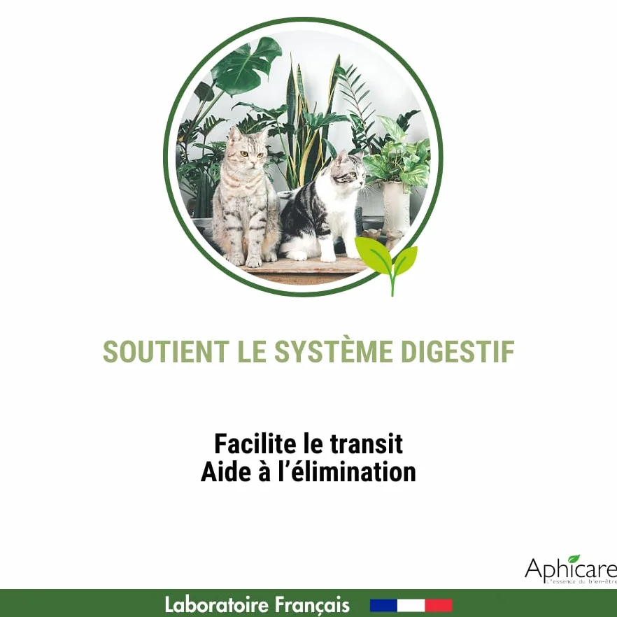 Complément Alimentaire levure de bière 3 extraits végétaux 20 gélules Hygiène intestinale Chat Chaton Fabriqué France