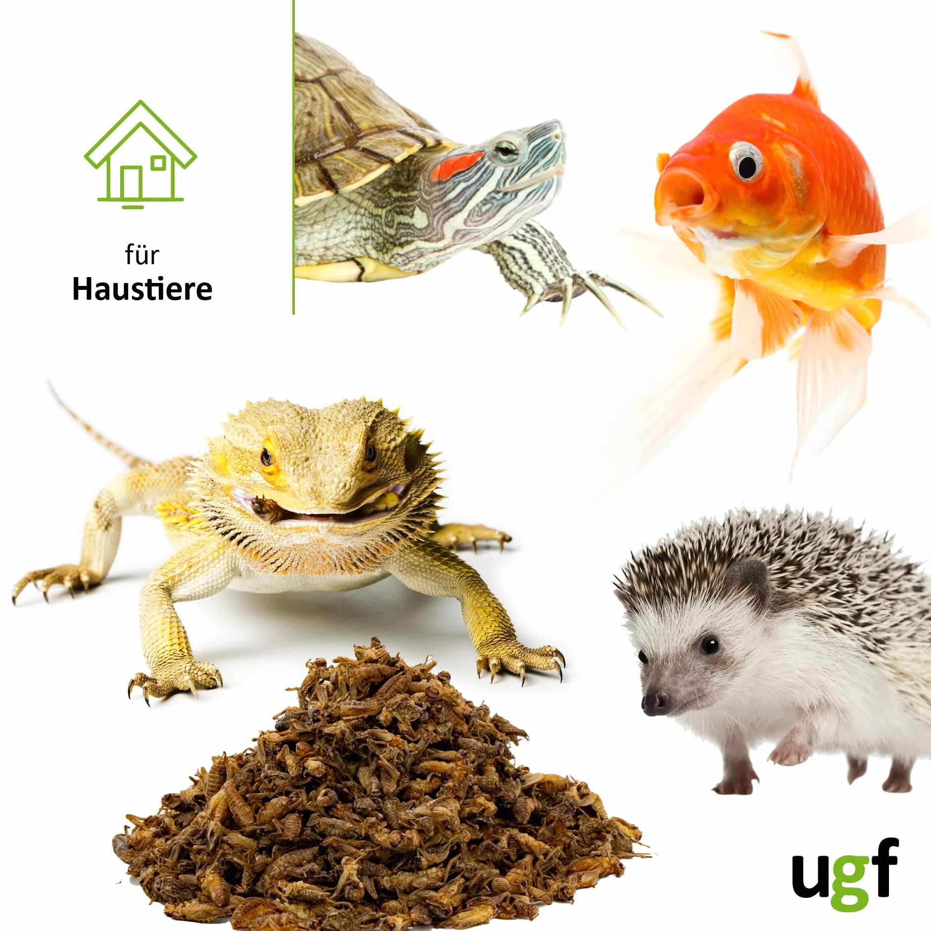UGF - Grillons séchés (Petits) - 80 g en Pot de 500 ML, Insectes, Nourriture pour Oiseaux Sauvages (Toute l'année), Tortues, hérissons, lézards, Poissons
