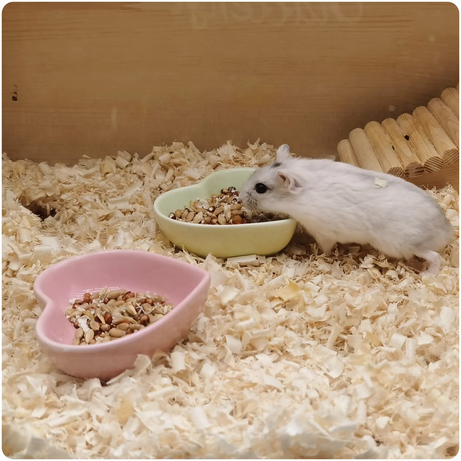 Bol céramique en forme de cœur pour hamster, cochon d'Inde, gerbille, hérisson, chinchilla, perroquet (rose)