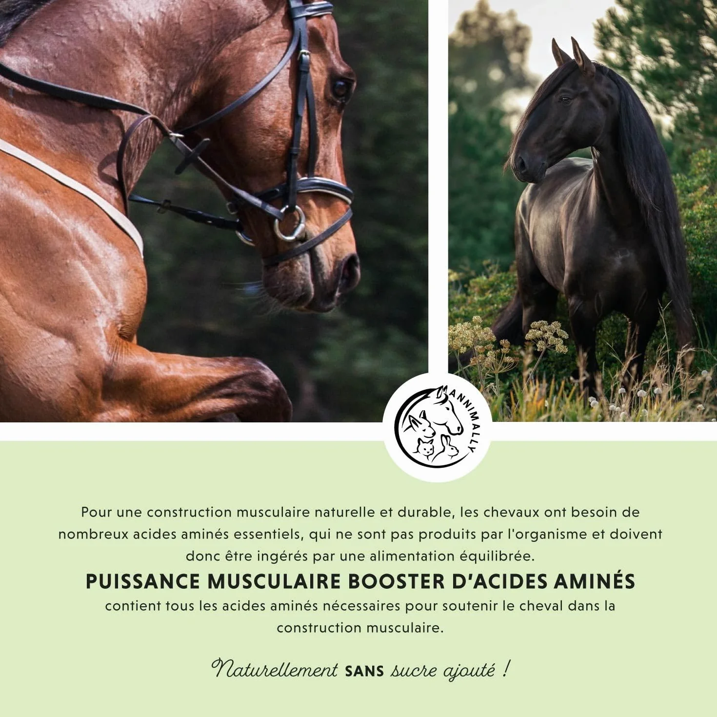 Poudre pour Le développement Musculaire des Chevaux 700g avec protéine de soja, lysine, carnitine, thréonine, méthionine - Complément Alimentaire en acides aminés pour renforcer la Musculature