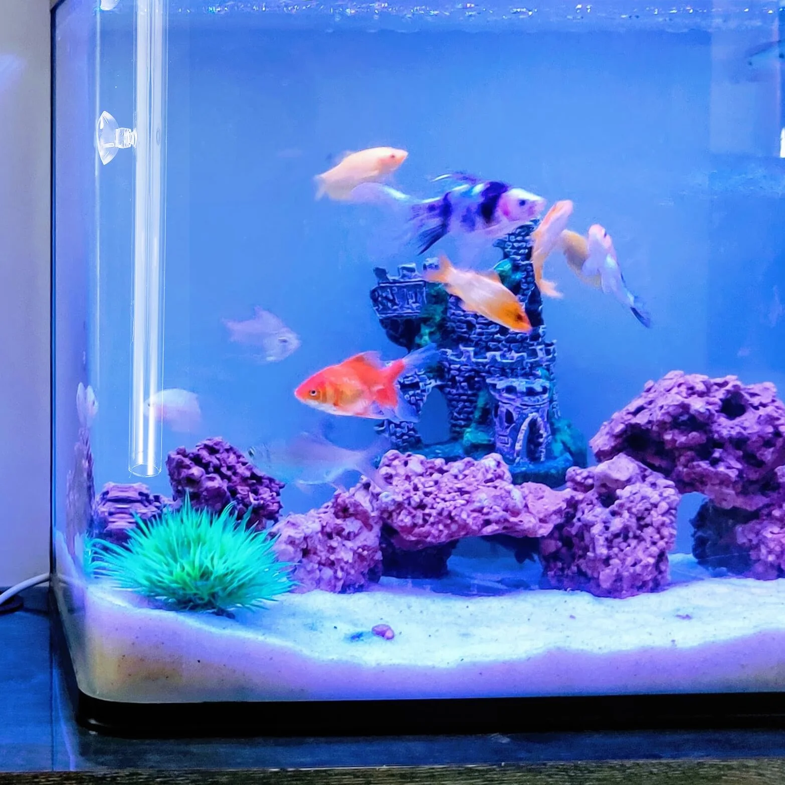 Tube D'Alimentation Transparent en Verre 40 cm Coupelle Nourrissage Crevettes pour Aquarium Planté, Distributeur de Nourriture pour Poissons et Crevettes