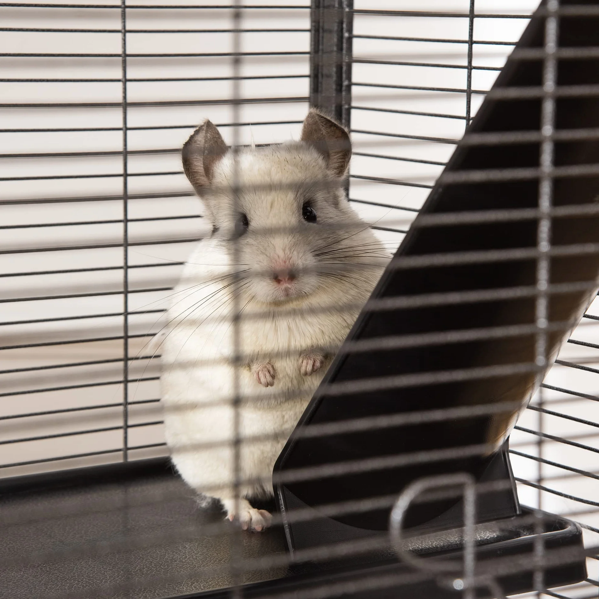 PawHut Cage pour Petits Animaux Portable 4 Niveaux Chinchilla Furet avec Roulettes 52 x 52 x 113,5 cm Gris