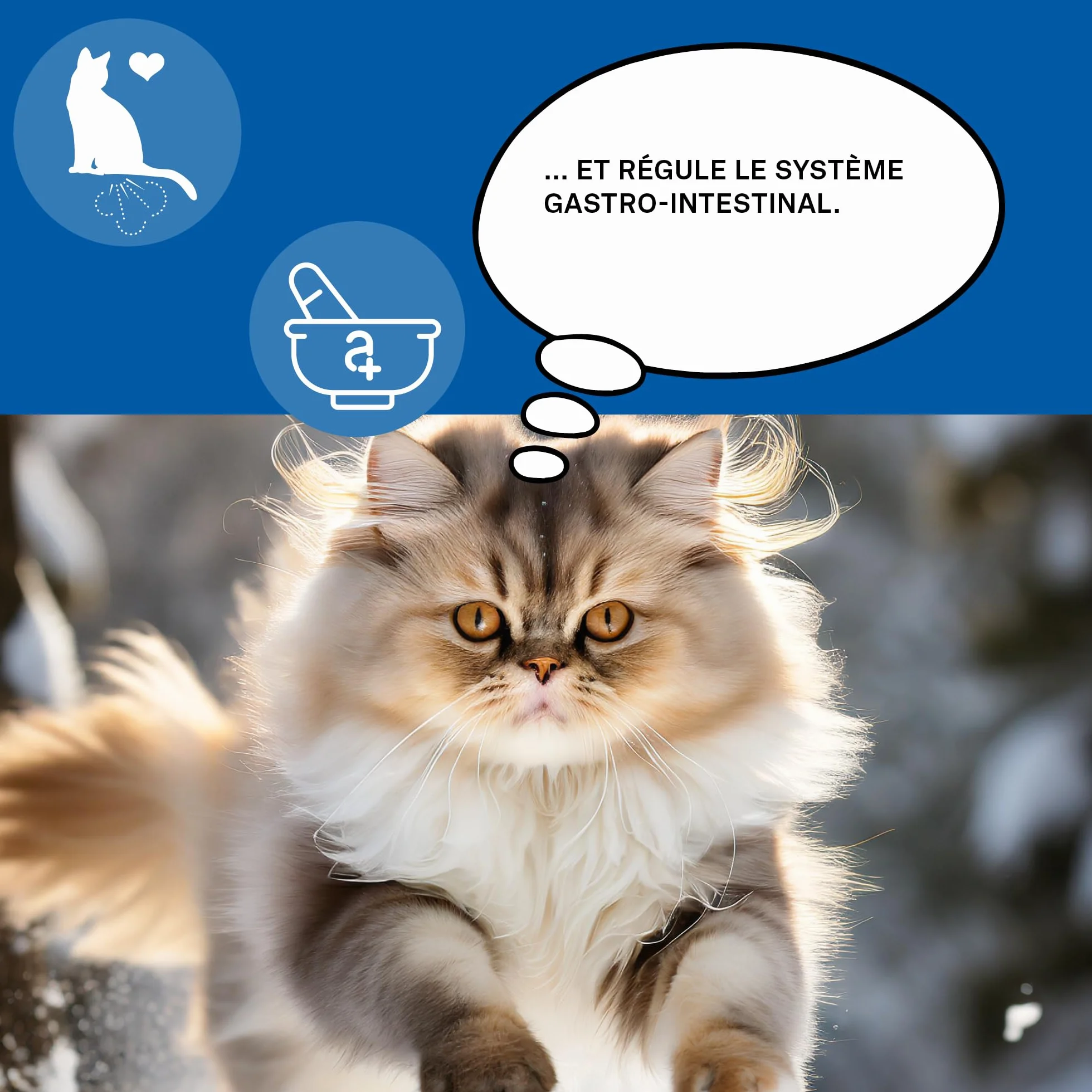 Probiotiques pour Chats 90 Comprimés à Mâcher Complément Alimentaire Favorise Digestion Naturelle Fenouil Sauge Psyllium Gastro Balance