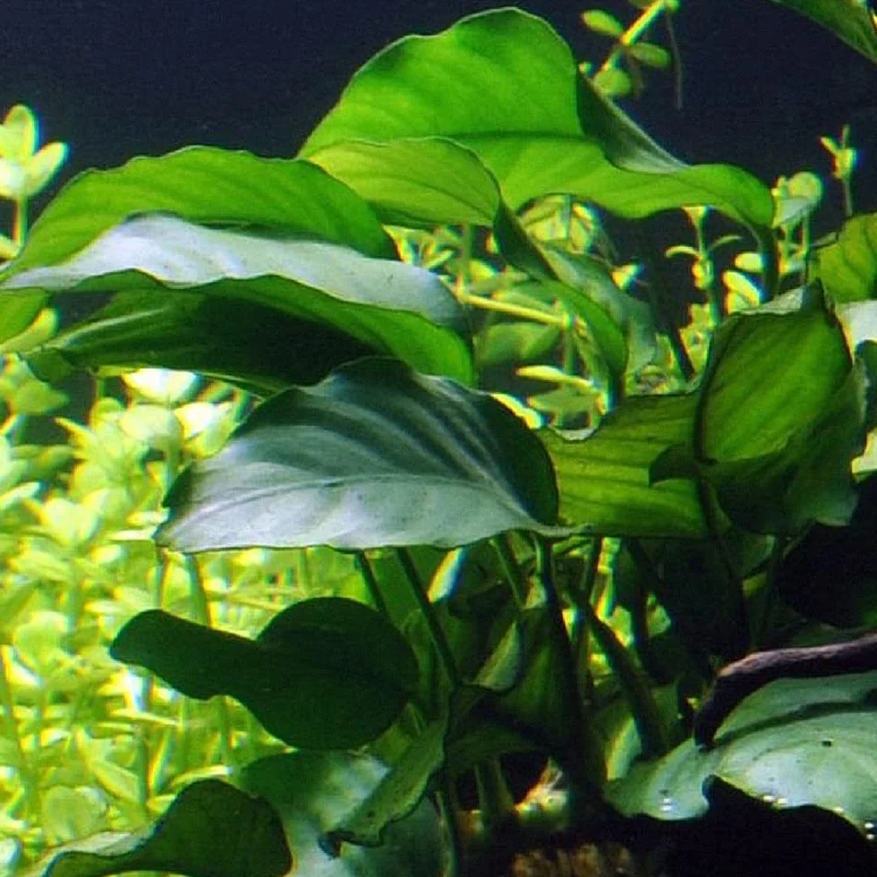 Lot de 5 plantes d'aquarium AquaOne Bacopa Lilaeopsis Alternanthera Limnophila Anubias pour débutants