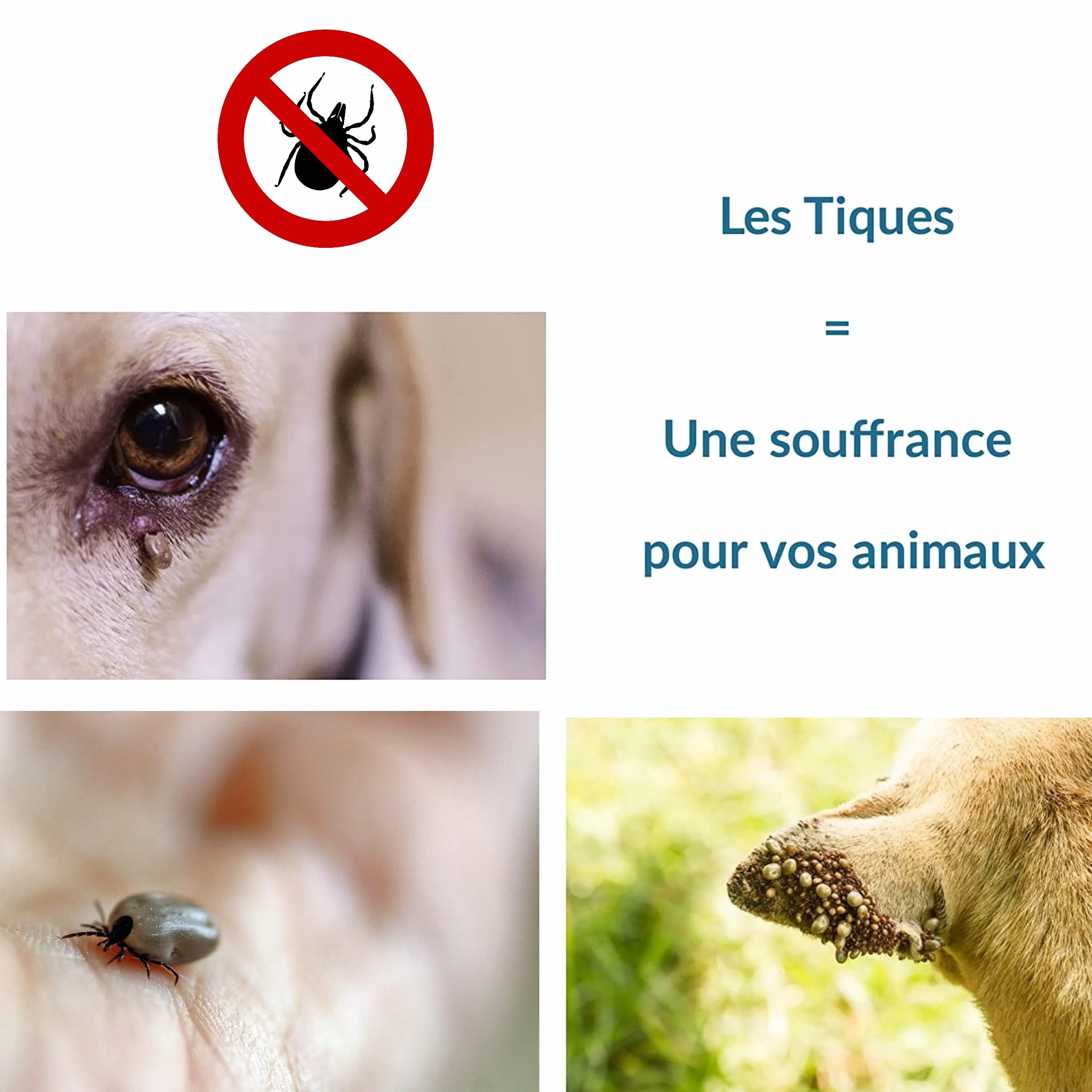 Tire Tique Pince à tique crochets anti tiques acier inoxydable pour chat chien humain Kit de 6 pièces