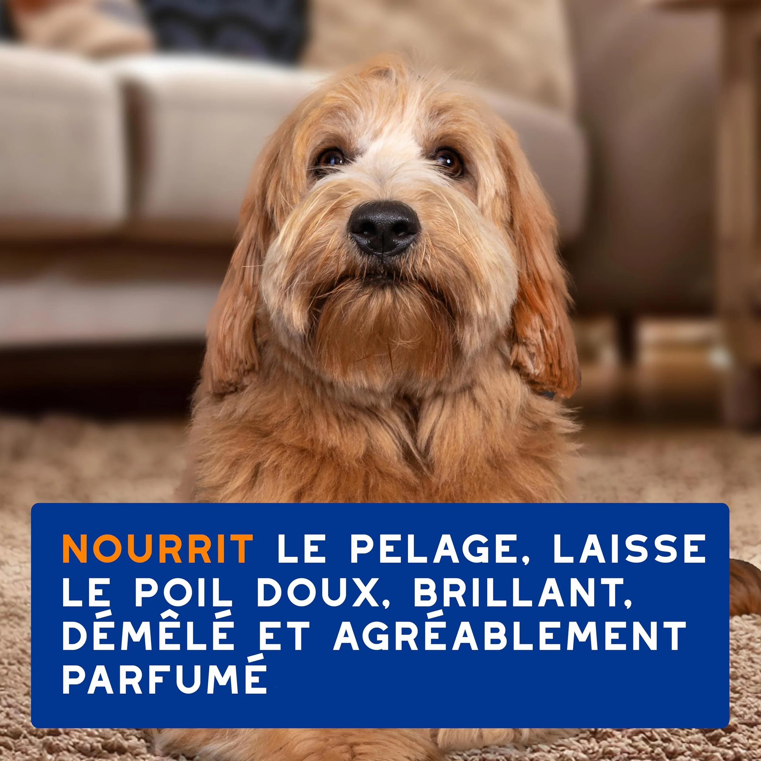 DOUXO Skin & Coat Spa - Ultra-Safe Spray démêlant pour Chiens, 340mL, démêle et nourrit Le Pelage en Toute sécurité, Laisse Le Pelage Doux, Soyeux et sans Noeuds, Formule respectueuse de la Peau.