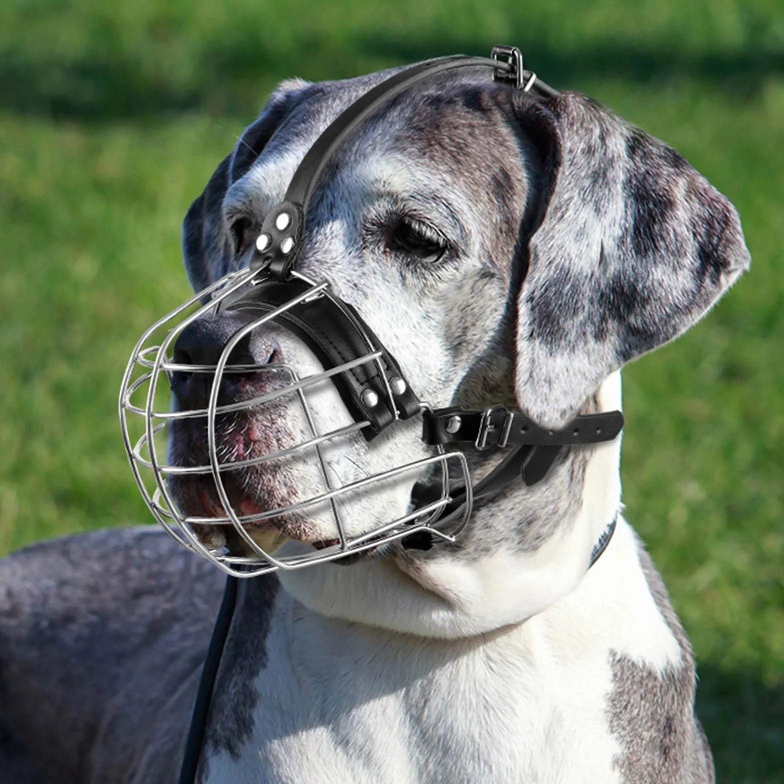 Muselière pour Chien en Métal avec Sangles en Cuir, Pitbull, Dogue Allemand, Rottweiler, Panier en Fil de Fer Sécurisé, Respirant, Ajustable pour Les Grands Chiens (Argent)