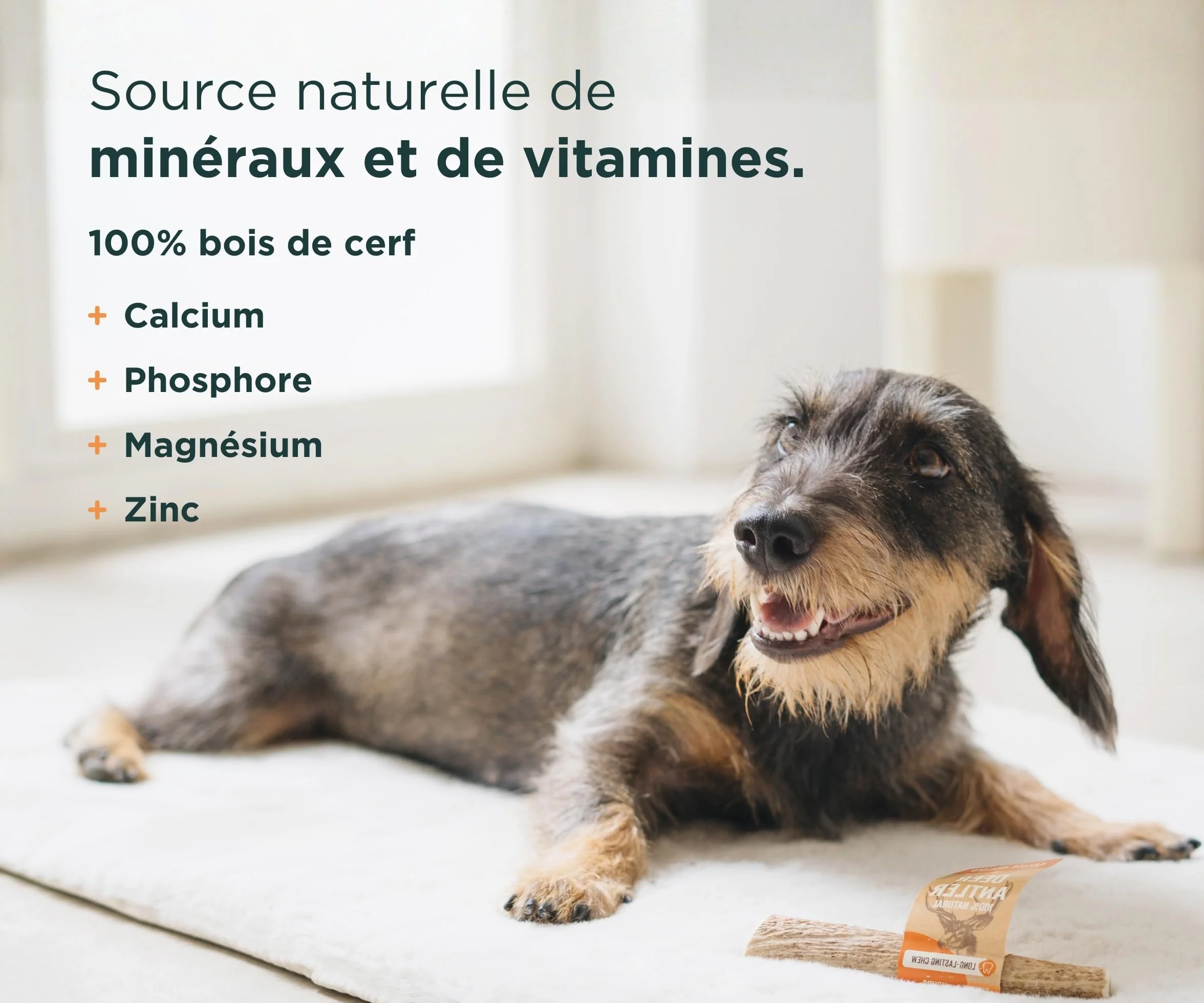 Bois de Cerf pour Chiens 100% Naturel Taille S Corne Durable Résistante Réduit Tartre Plaque Riche Calcium Protéines Inodore Fabriqué Europe