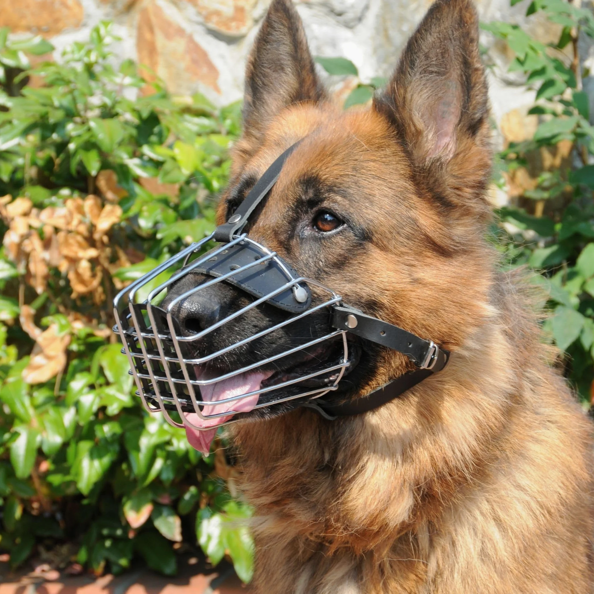 Dingo Nombre 9 Muselière en métal pour Un Berger du Caucase