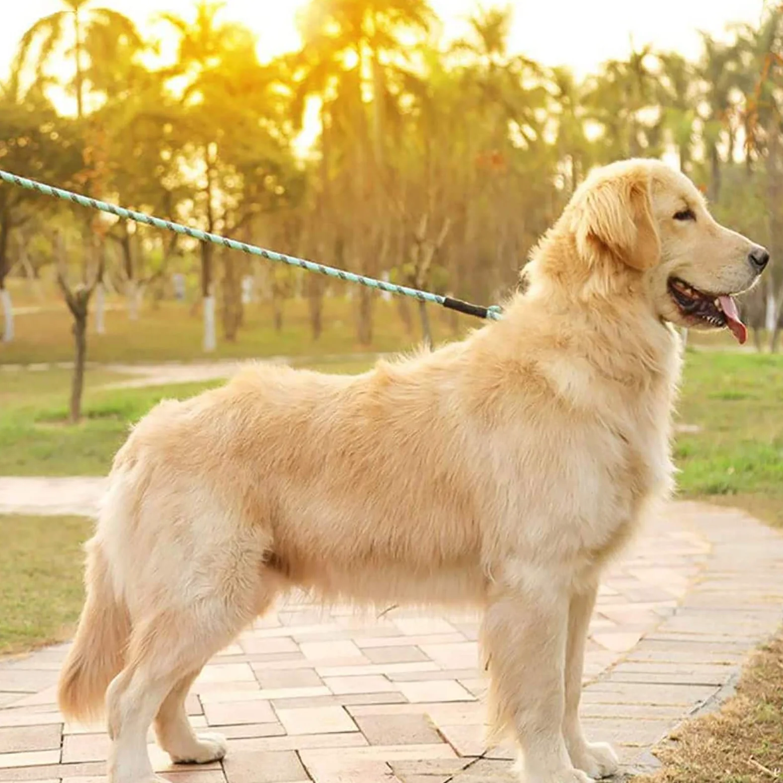 Generic Laisse Chien Corde, Laisse pour Chien en Nylon avec Poignée Rembourrée Douce et des Fils Réfléchissants pour Chiens de Moyenne