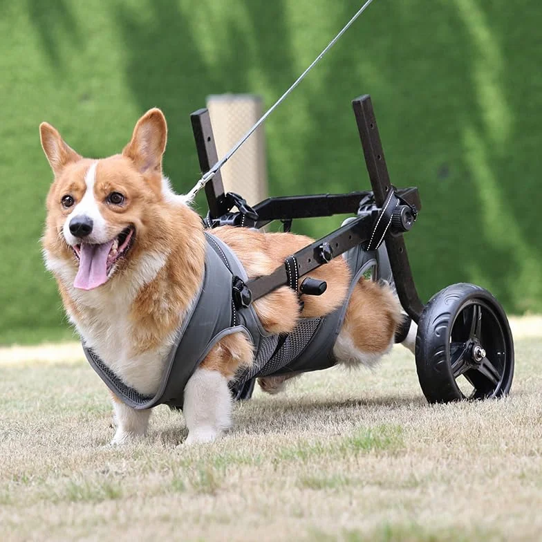 Chaise à roulettes pour chien chariot réglable pattes arrière mobilité 14-20KG
