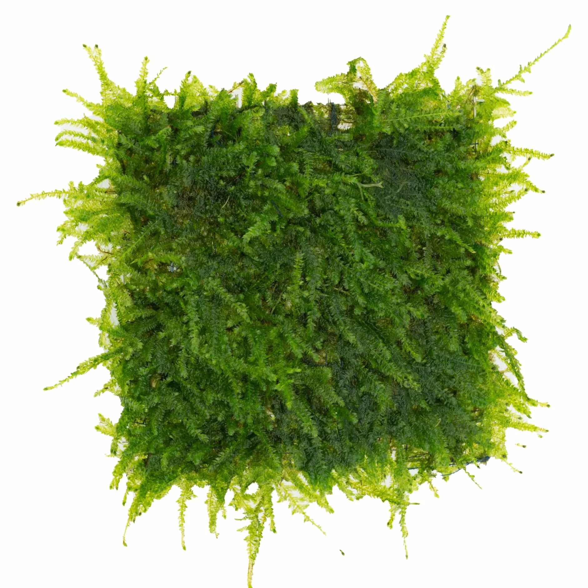 Mousse de Taiwan sur grille acier inoxydable 8×8 cm – Taxiphyllum sp. mousse d’aquarium vivante pour aquascaping