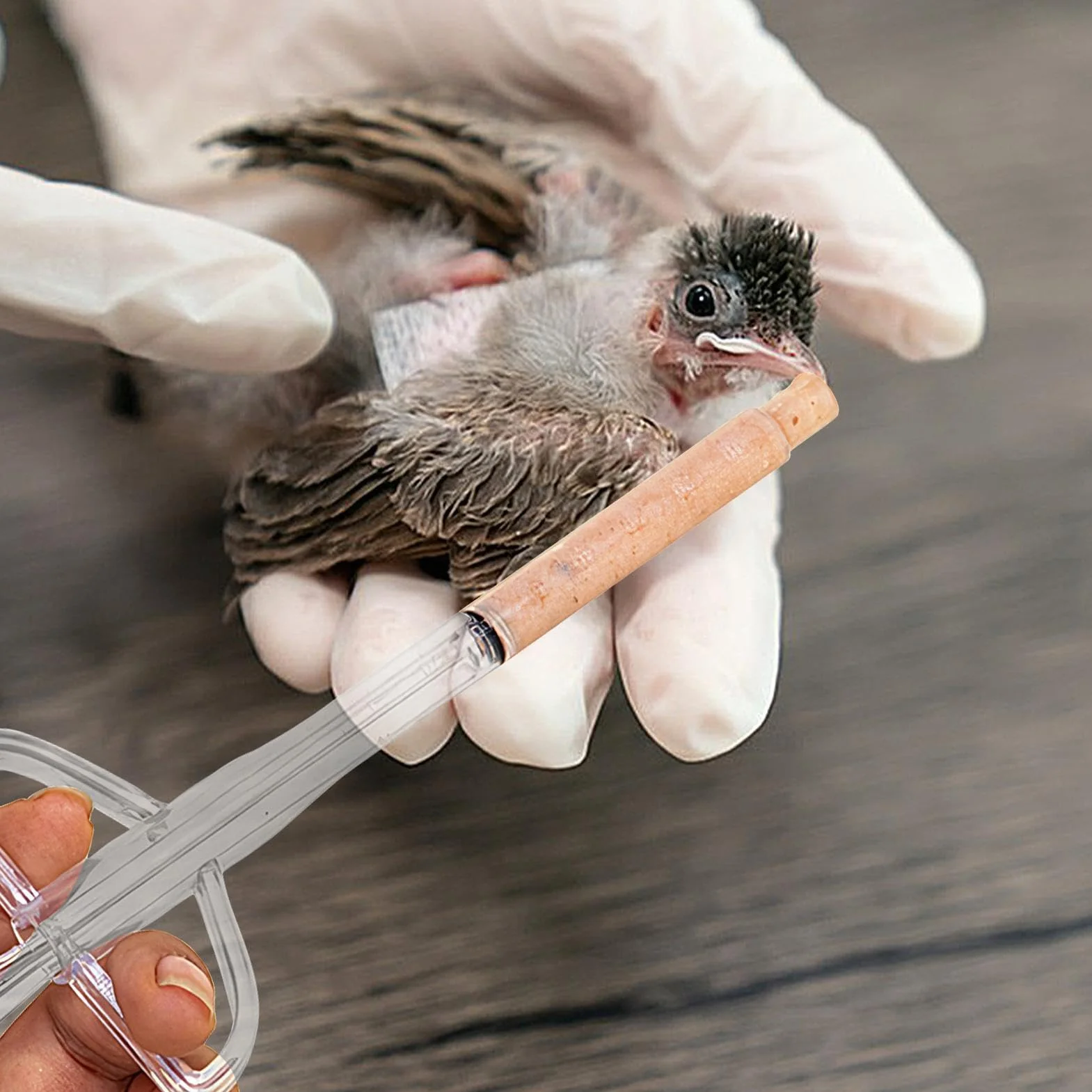 Myna Seringue d'alimentation pour oiseaux et perroquets pour lait et médicaments
