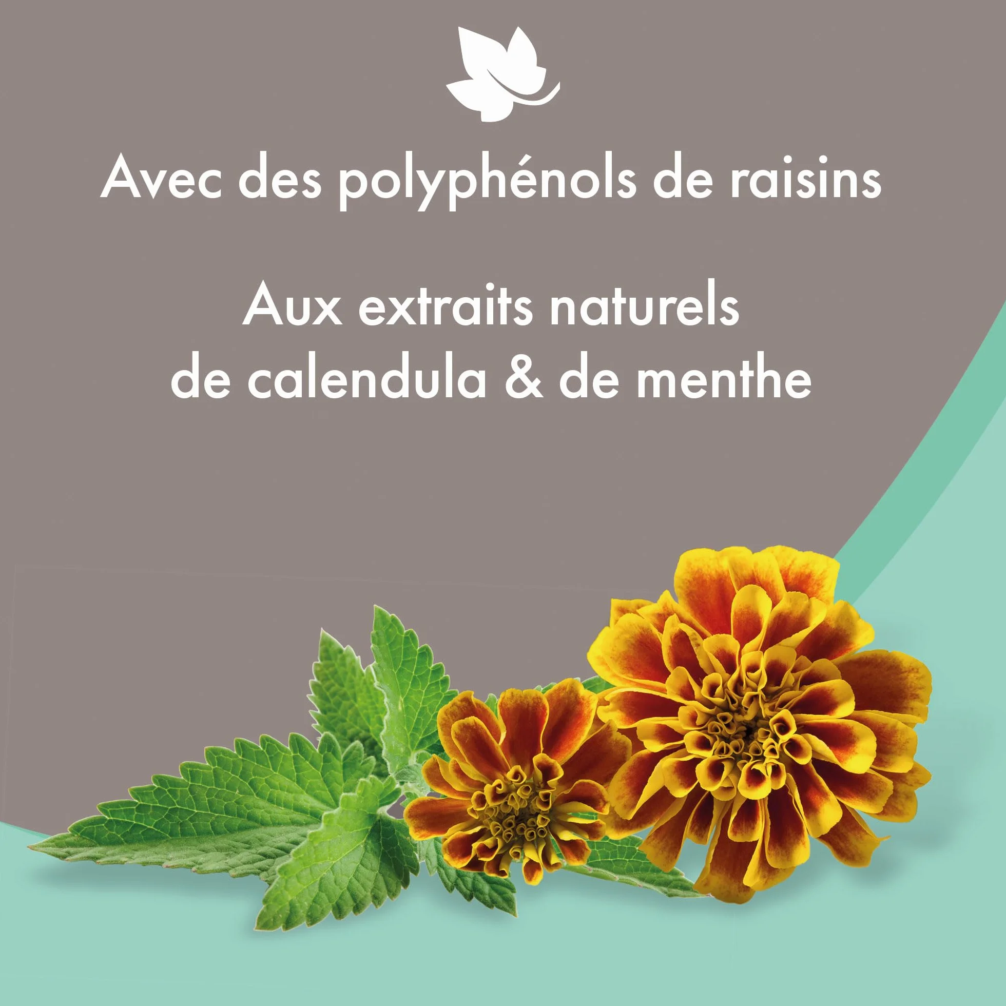 BEAPHAR – Shampoing Anti-démangeaisons pour chien – Extraits naturels de Calendula, de Menthe et du polyphénol de raisin – Apaise les démangeaisons et irritations – pH neutre et sans parben – 250ml