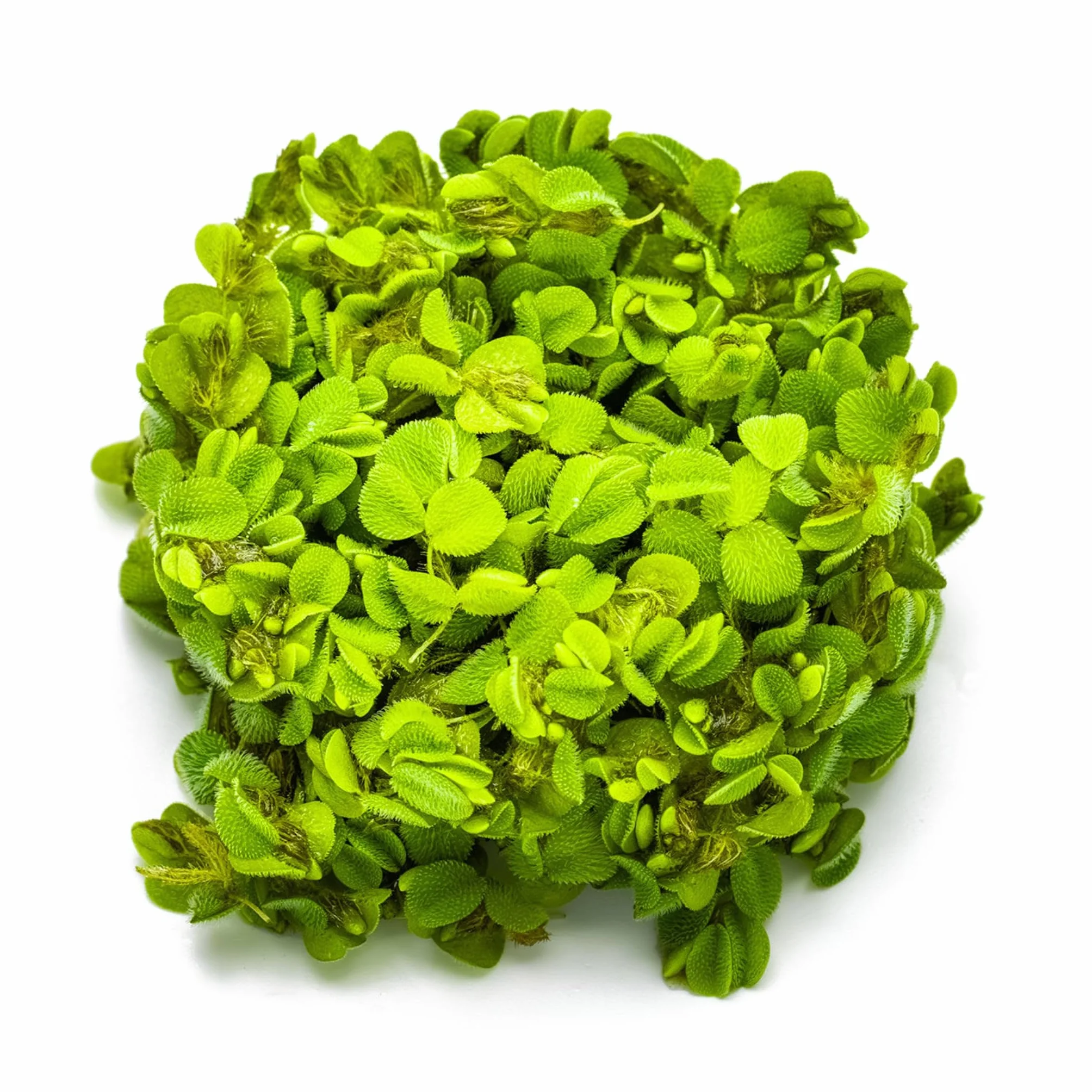 Tropica Salvinia auriculata 1-2-GROW!
