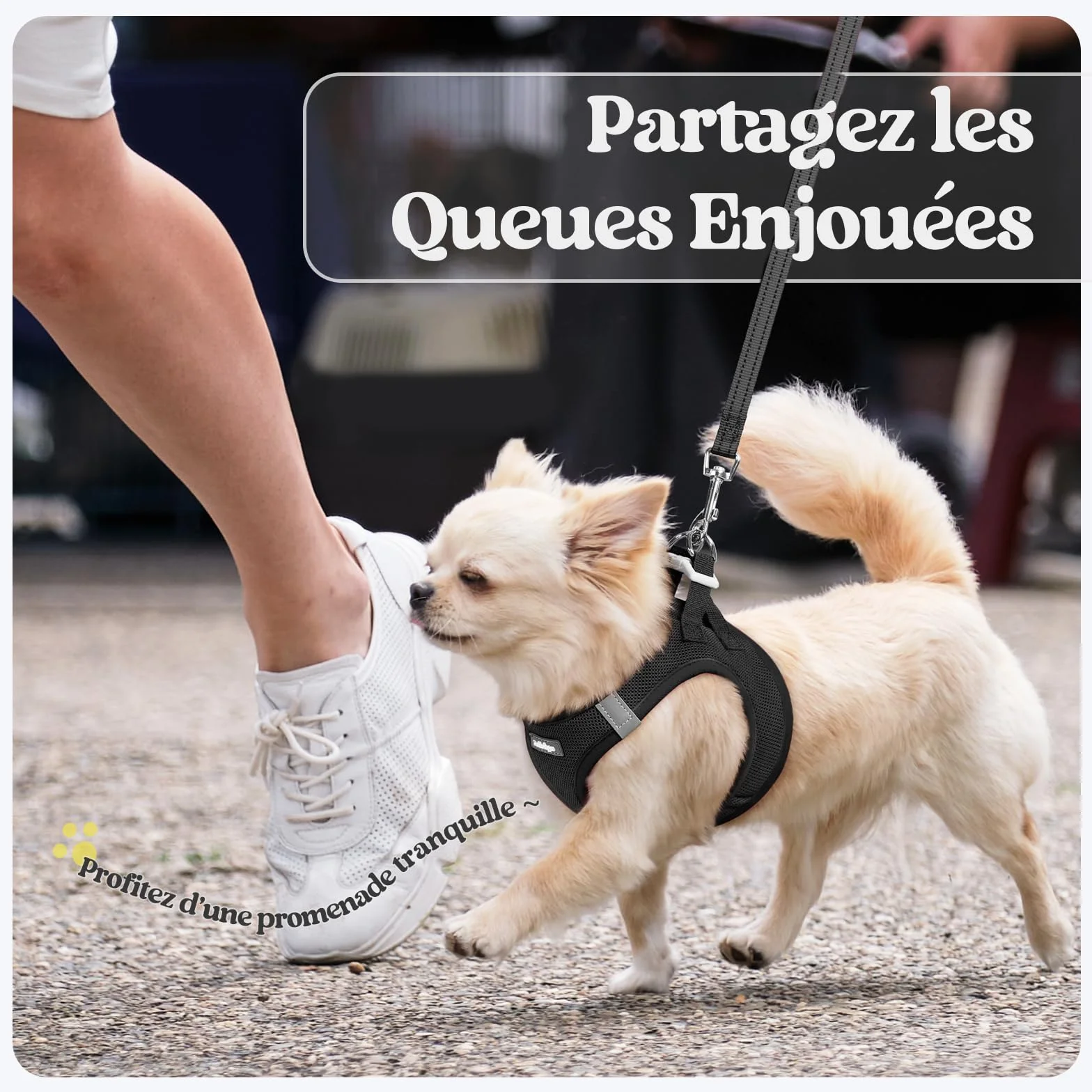 Rabbitgoo Harnais Chien Petite Taille avec Laisse Réfléchissant, Maille Souple, Gilet Réglable Facile à Mettre, pour Petit et Moyen, Noir S