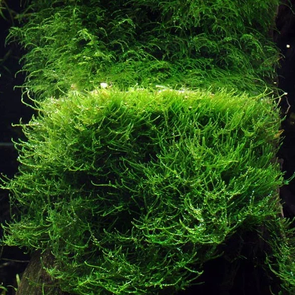 Mousse de Java (Taxiphyllum barbieri)