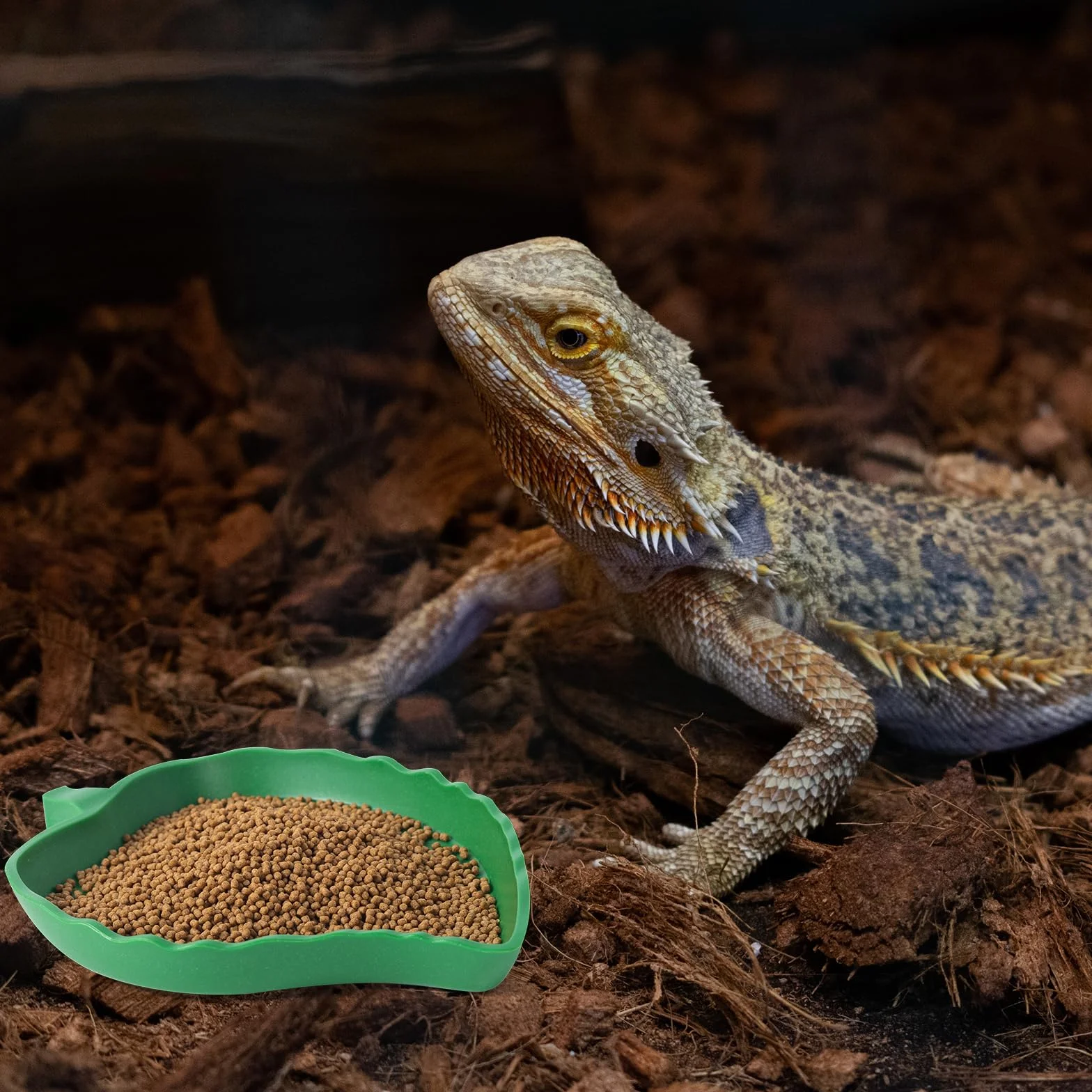 Plat Forme de Mangue et Feuille Bols Nourriture Plastiques pour Reptiles Lézards Escargots Facile à Nettoyer, 4 Tailles