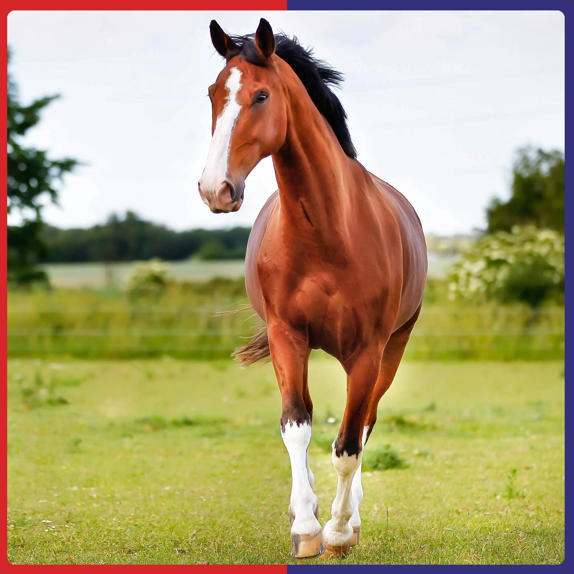 Pâte Super So KALM Equine America | Premium prêt pour l'utilisation du supplément Cheval & Poney | Soutenir la Concentration et la Concentration | 30 ML.