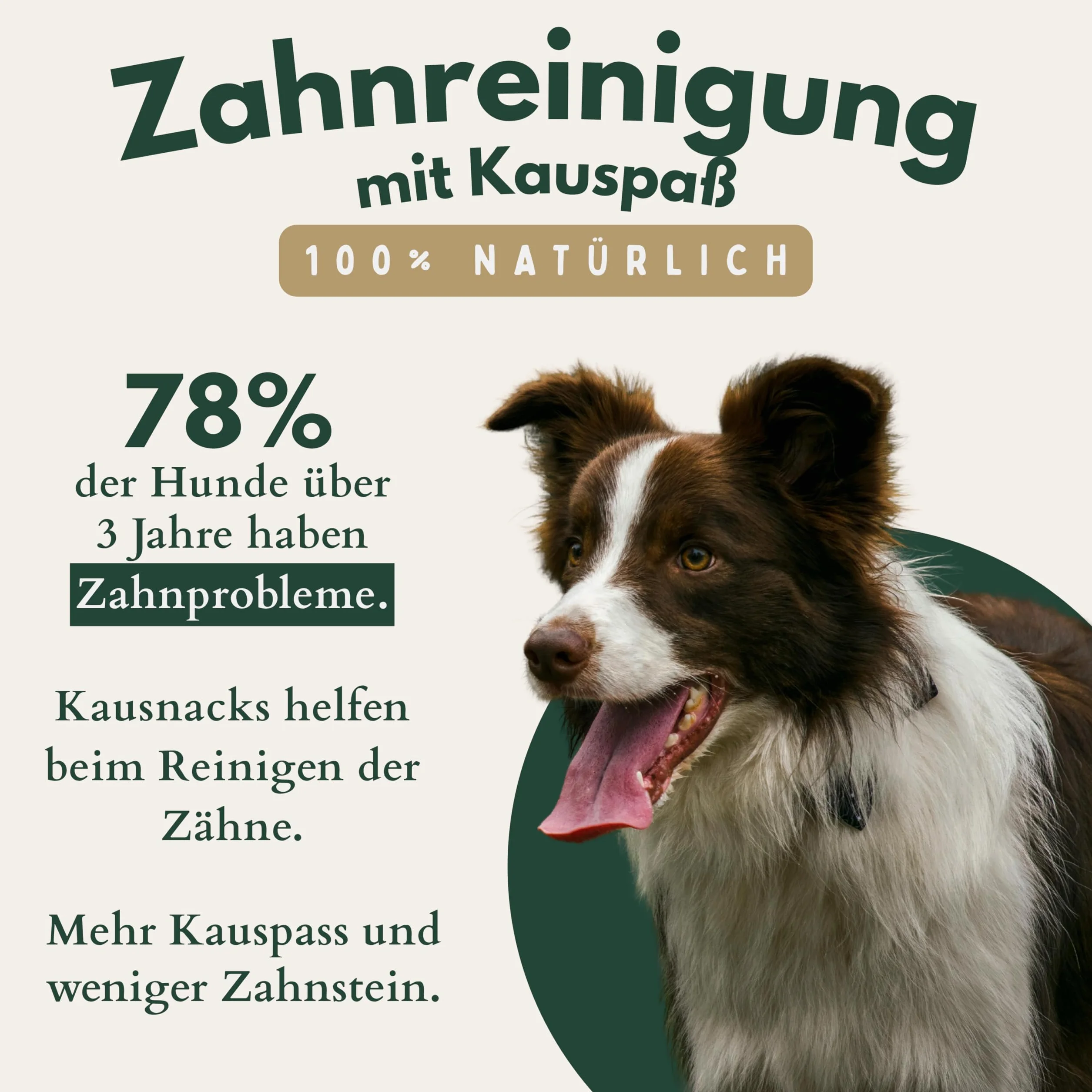 BREERs Oreilles de bœuf séchées avec coquillage pour chiens 2 kg