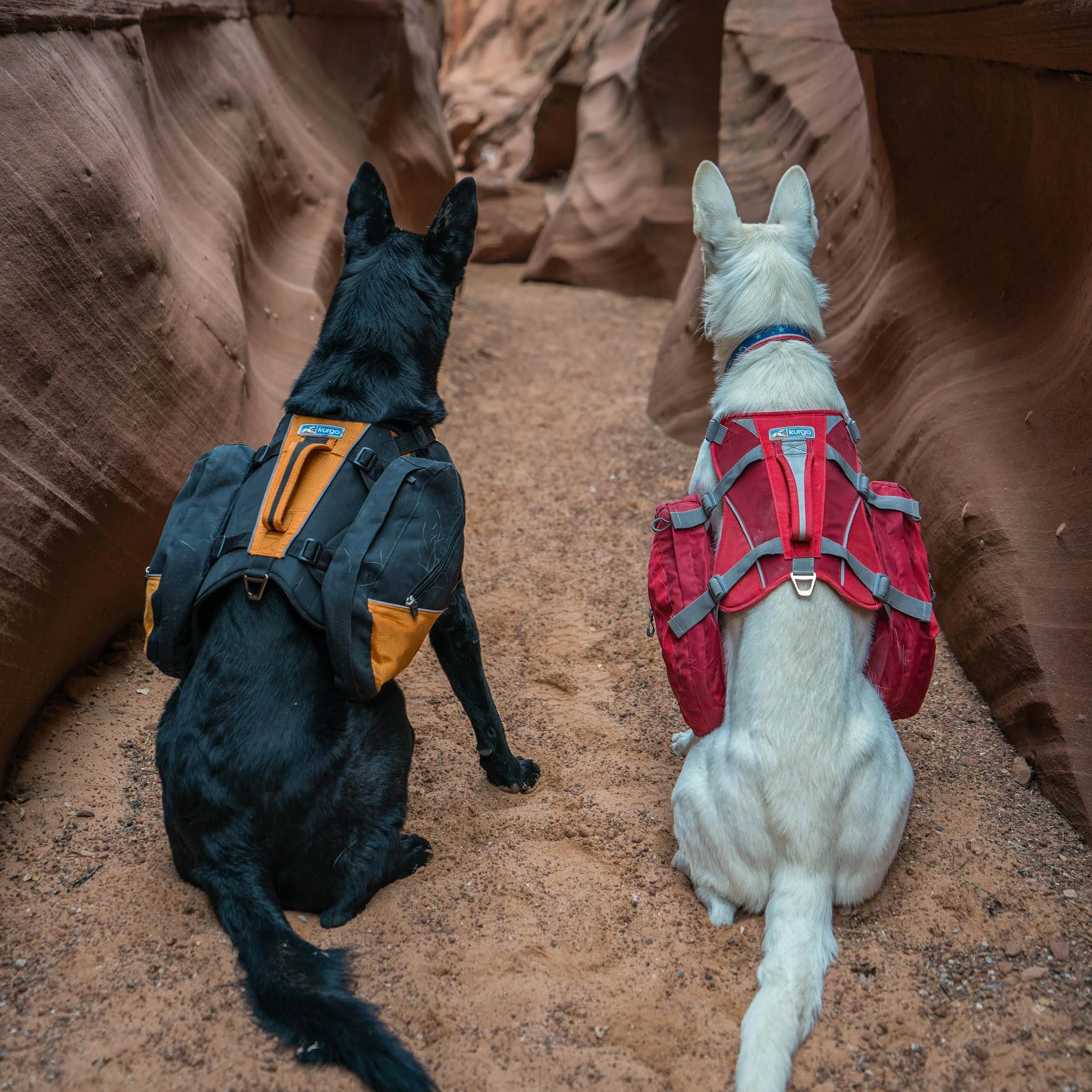 Kurgo Baxter Sac à Dos pour Chien Sacoche Randonnée Bleu Noir Orange