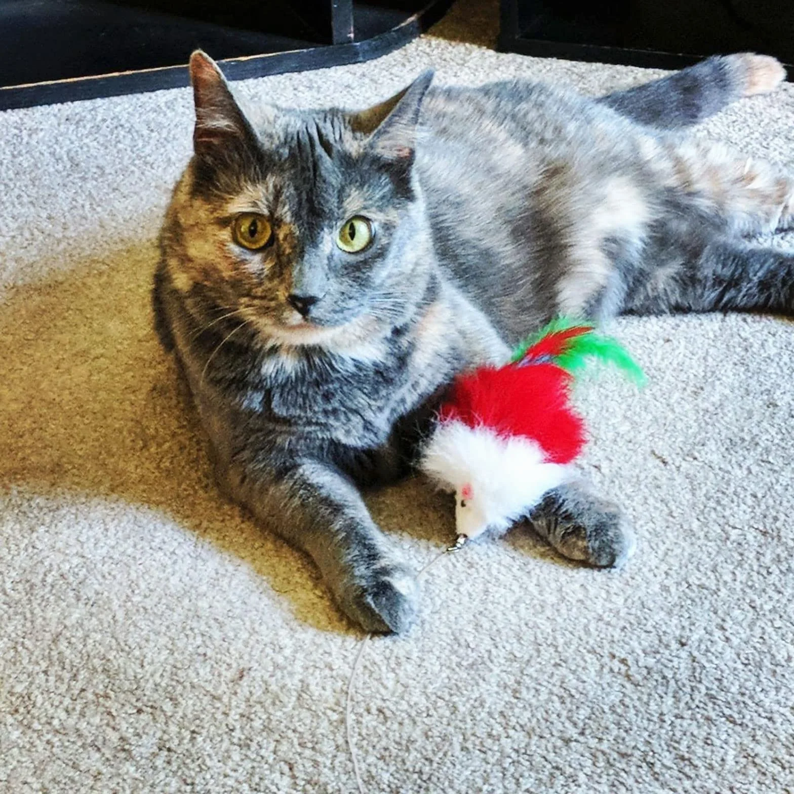 Jouet Chat Plume Canne à Pêche Interactive avec 8 Recharges pour Chats et Chatons 9 Pièces
