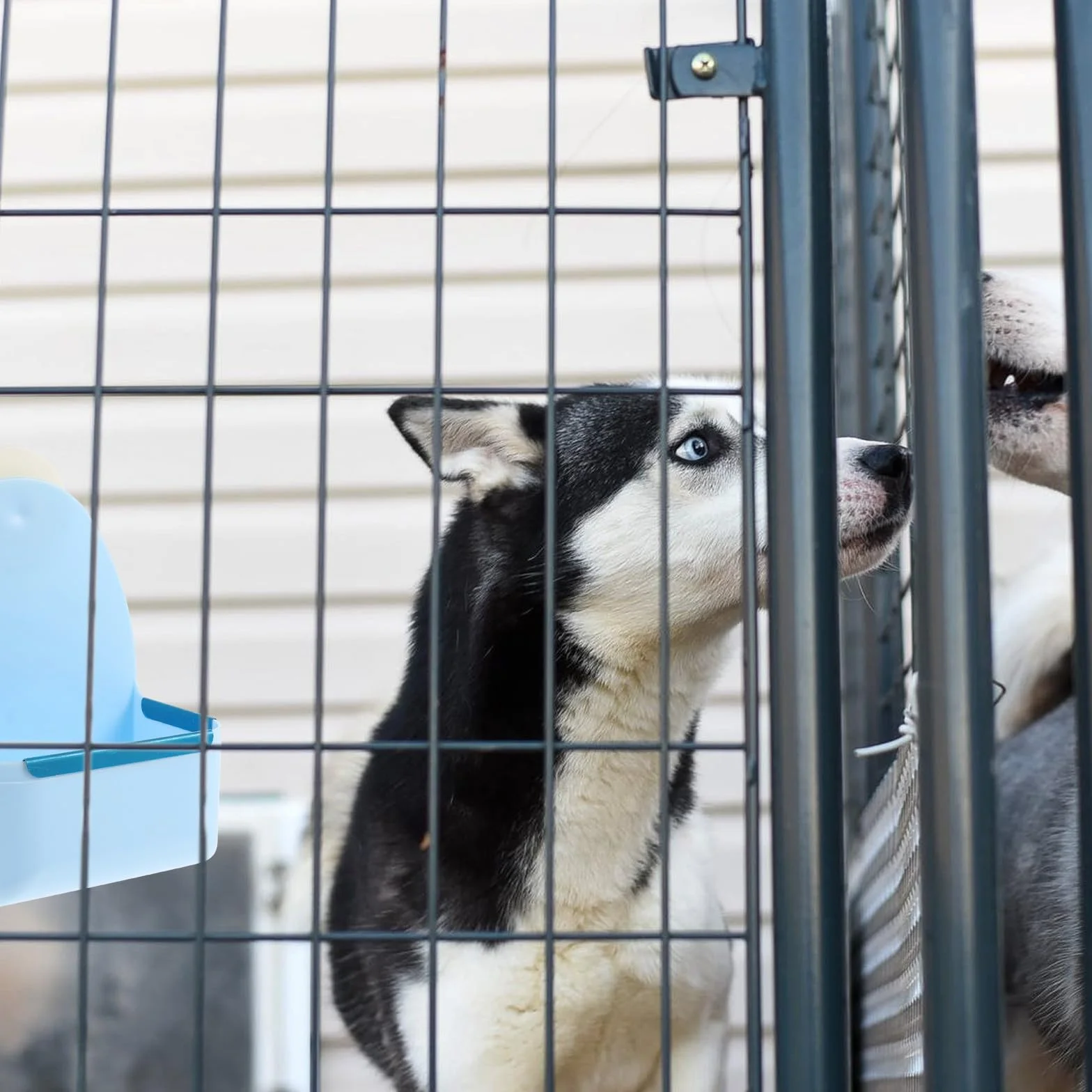 Gamelle Suspendue pour Petits Animaux Bol Alimentaire Anti-Renversement en Plastique Bleu Compatible Lapins Cochons D’Inde et Hamsters