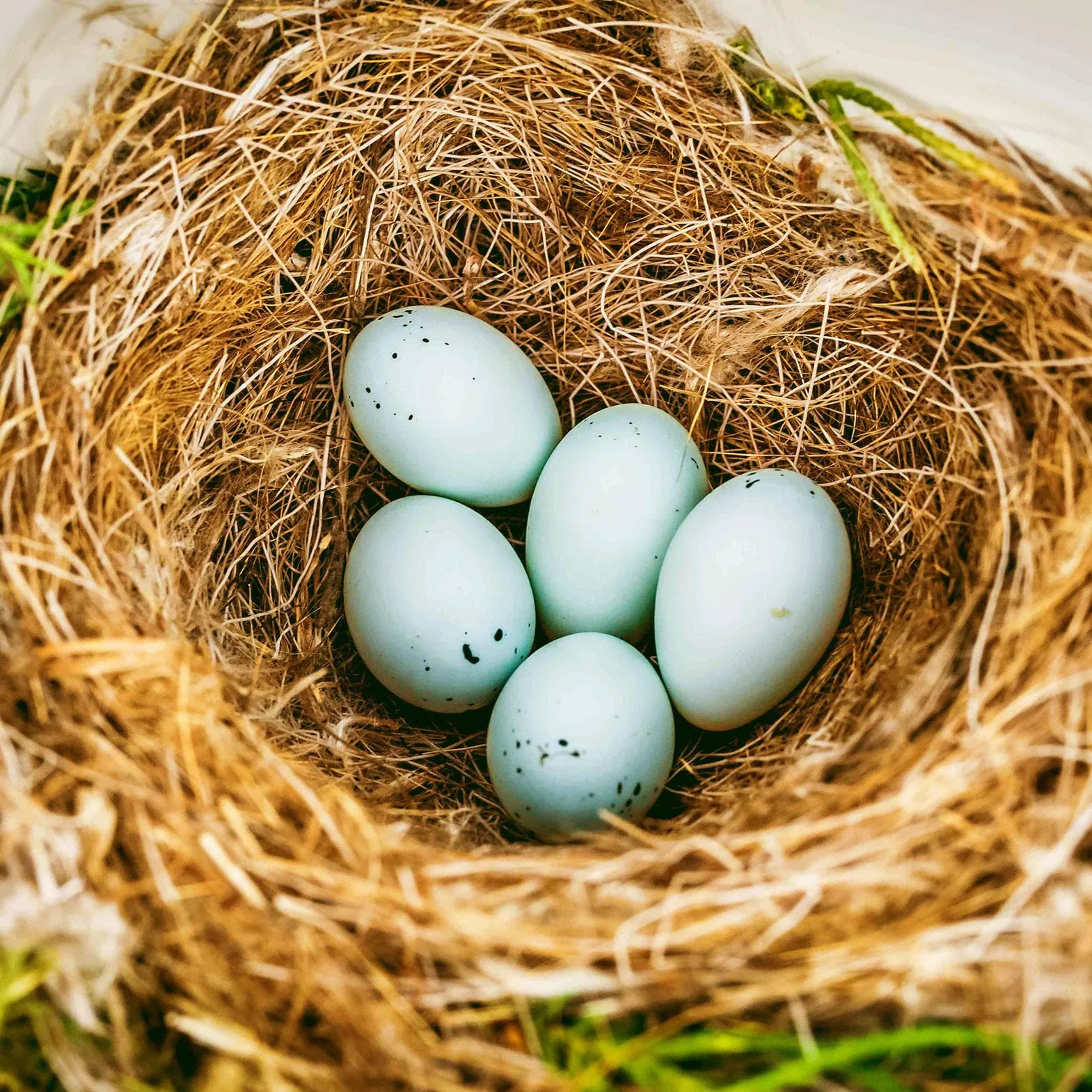 Nid en Coco 250g/500g Matériel Nidification pour Oiseaux - Cage à Oiseaux