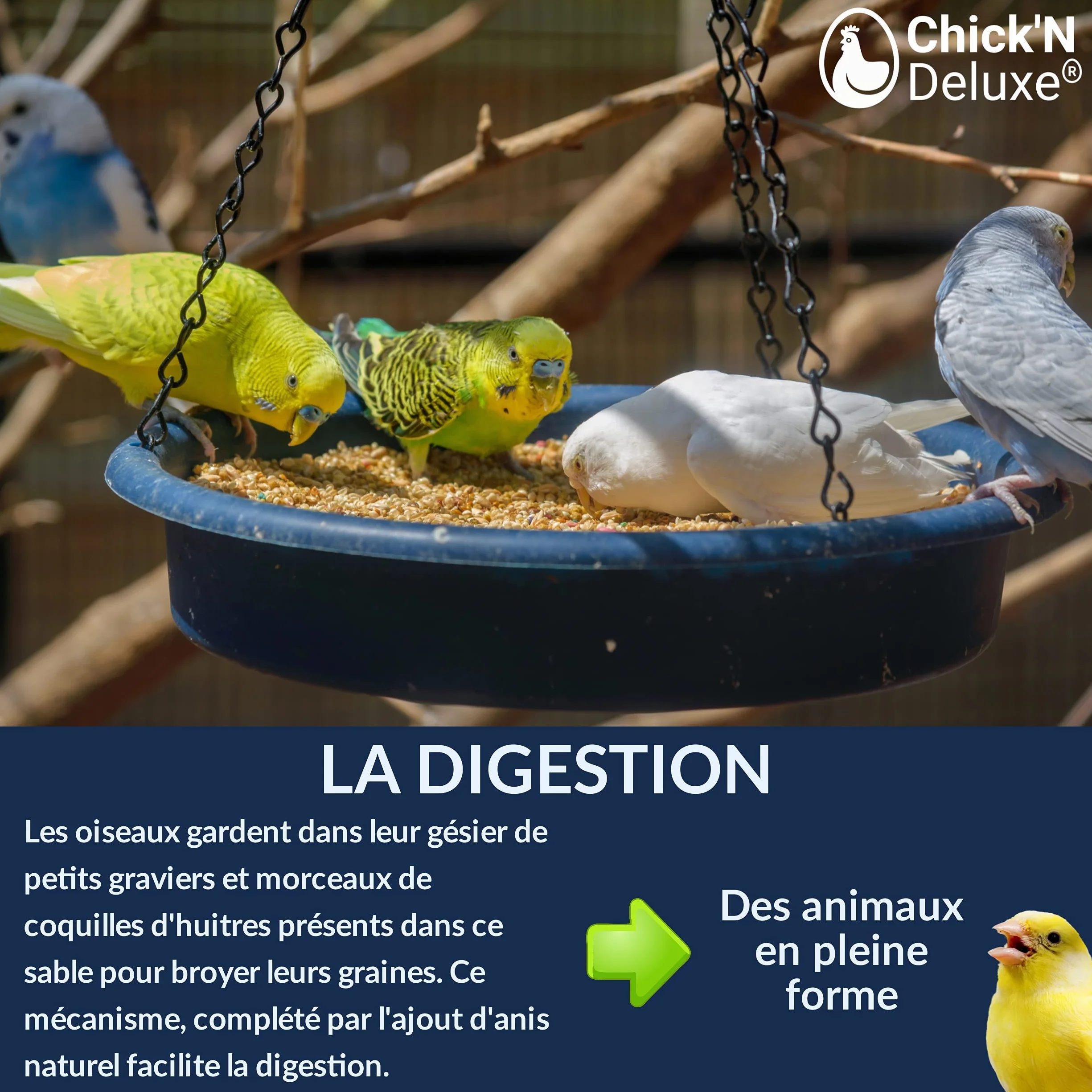 Chick'N Deluxe Sable Marin 5Kg Fond de Cage Oiseaux Enrichi Coquilles Huitres Broyées Aromatisé Anis 100% Naturel