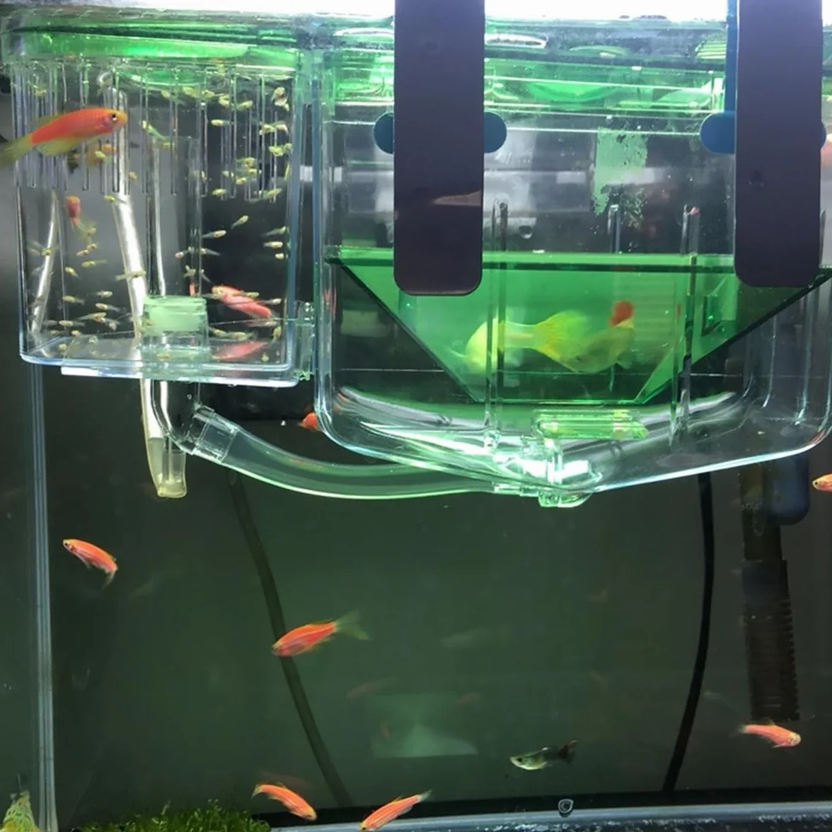 SHINEOFI Boîte D'élevage pour Aquarium en Acrylique Vert, Protection des Œufs de Poisson Alevins, Couveuse Isolante pour Maison et Aquarium