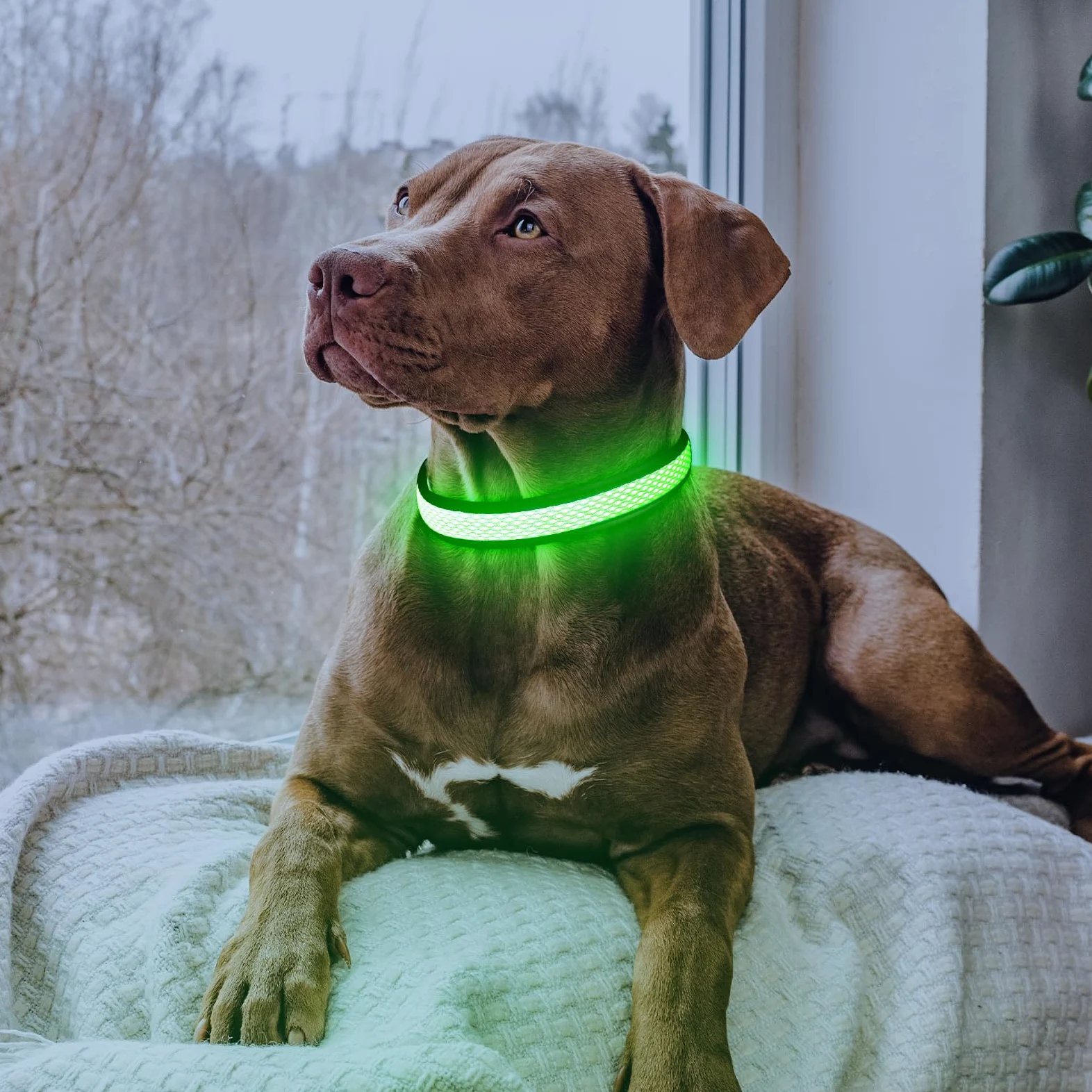 Flashseen Collier lumineux pour chien à LED rechargeable par USB, vert, taille M | Collier lumineux super lumineux pour chien, maille respirante, collier lumineux pour promenade nocturne du chien