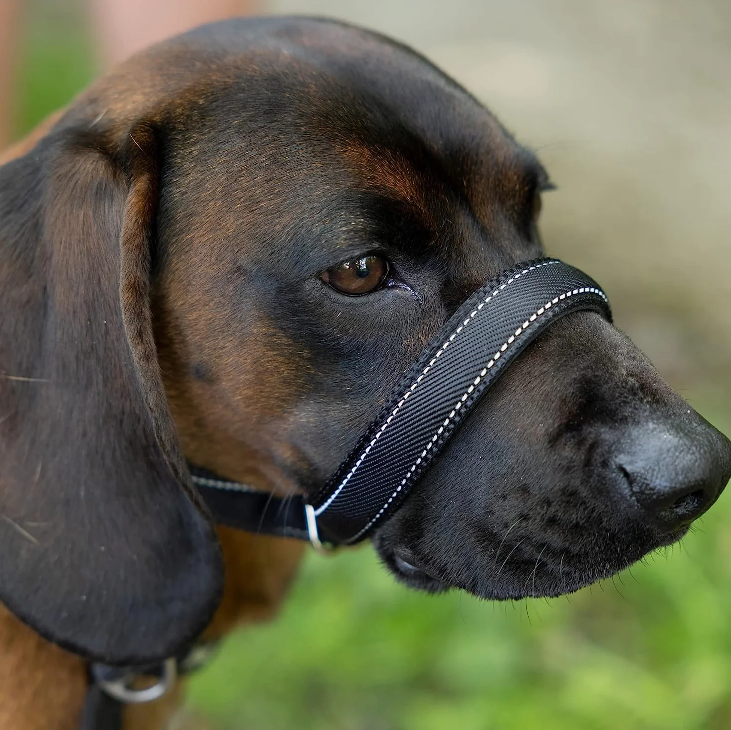 Laisses anti-traction réfléchissantes pour chien - Lot de 8 avec support de nez rembourré 210 cm