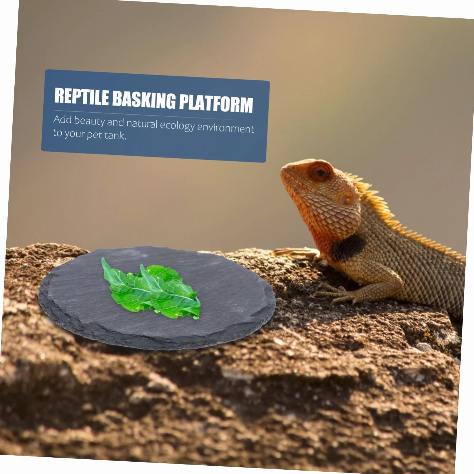 Pierre Plate pour Tortue et Reptile Plateforme Naturelle pour Bain de Soleil Mangeoire Décorative pour Lézard Gecko Serpent Accessoire Terrarium