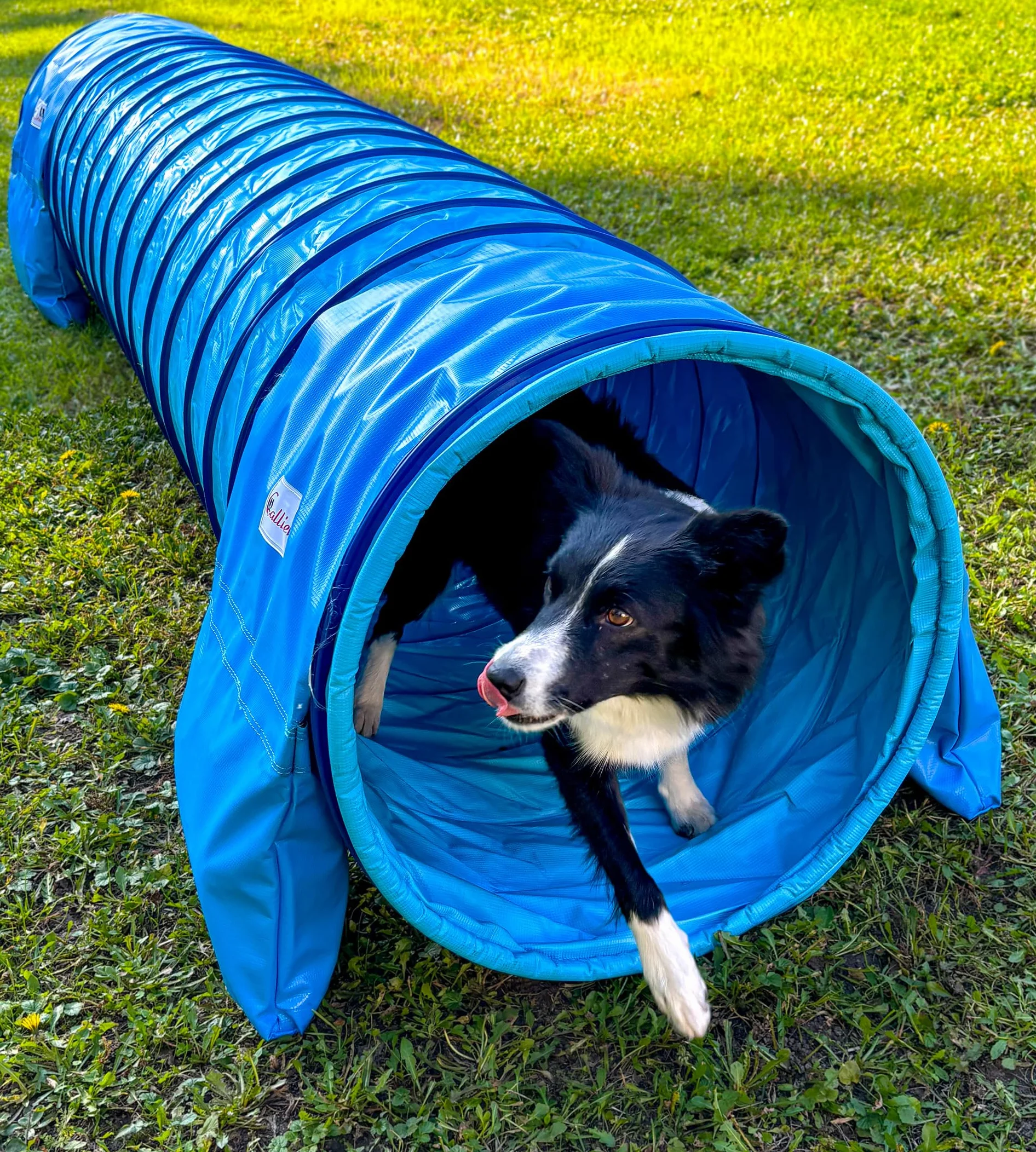 Tunnel d'agility pour chien Callieway® Profi 4m Bleu ciel-Cyan