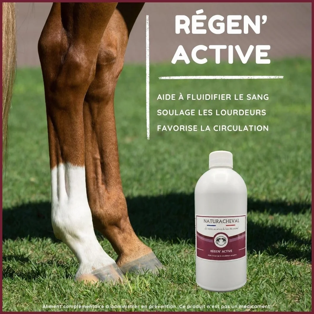 Circulation Cheval & Engorgement – Complément Naturel Retour veineux – Soulage Membres gonflés & lourdeurs – Soutien fourbure & œdèmes – Formule Plantes