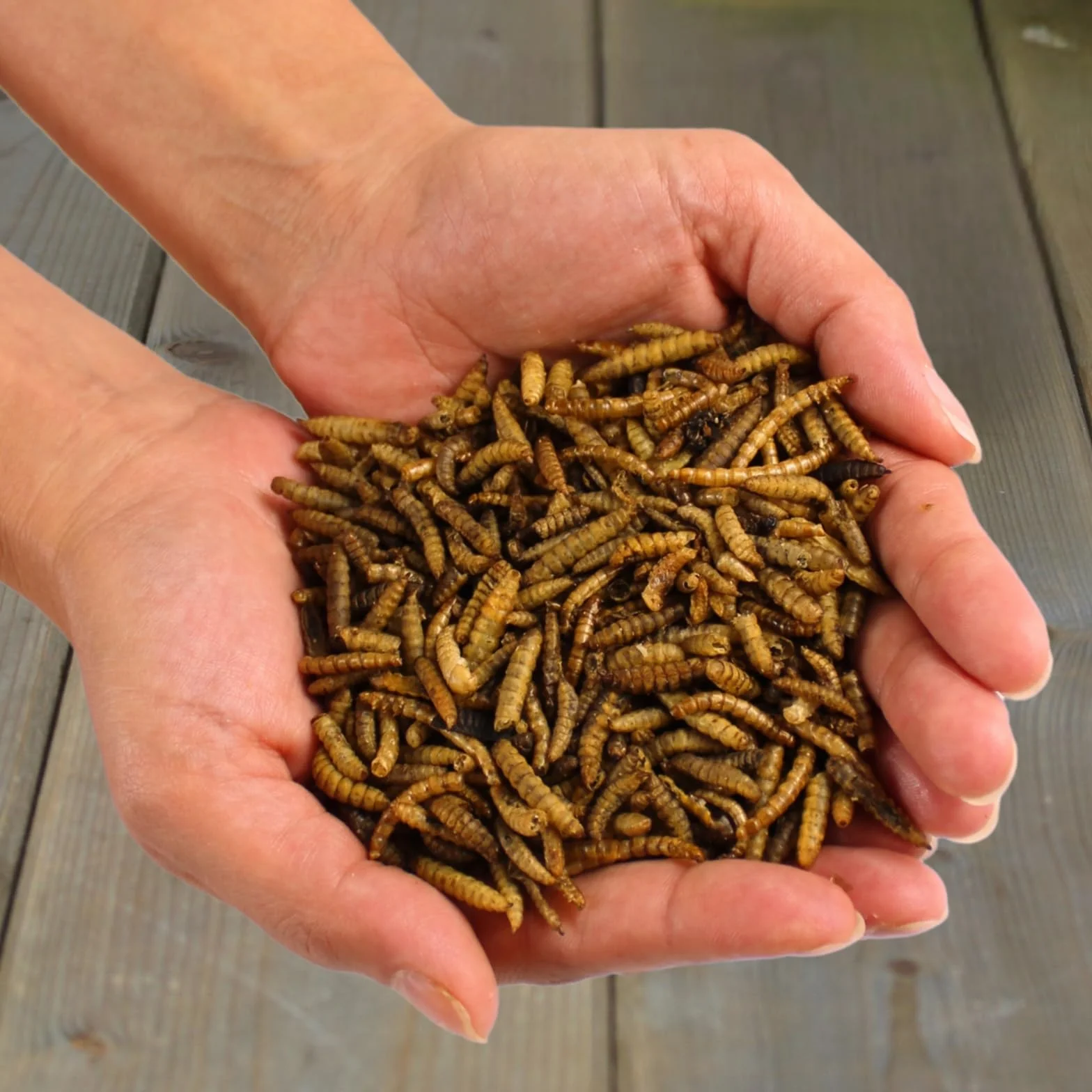 Lyra Pet® 10 kg vers de farine Mélange de larves de mouches soldats séchées Riche en protéines Nourriture naturelle pour oiseaux rongeurs