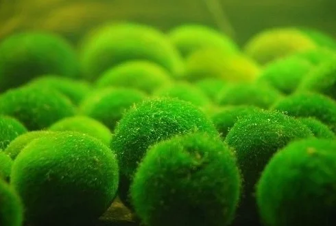 Boules de mousse géantes Marimo vivantes 5,1 cm + Marimo nano